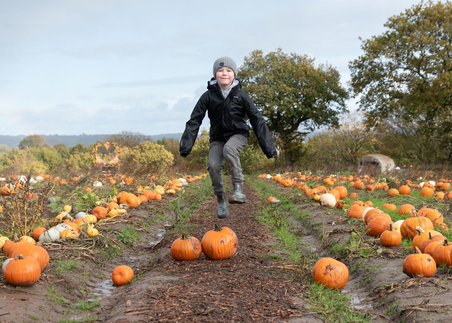 A row of bright orange pumpkins stretches across a dirt path through autumn trees and foliage.