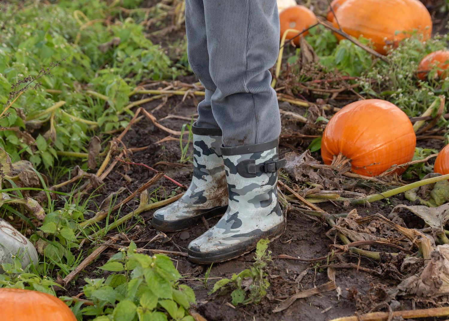 Close-up view of sneakers walking through a pumpkin patch with scattered orange pumpkins on the ground.