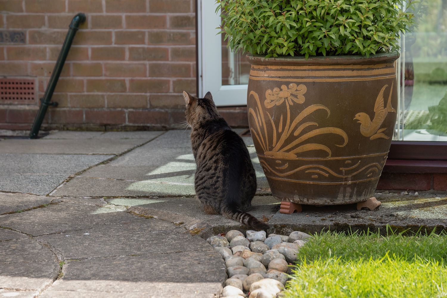 A tabby cat sitting on a patio beside a large decorative ceramic planter with a green shrub.
