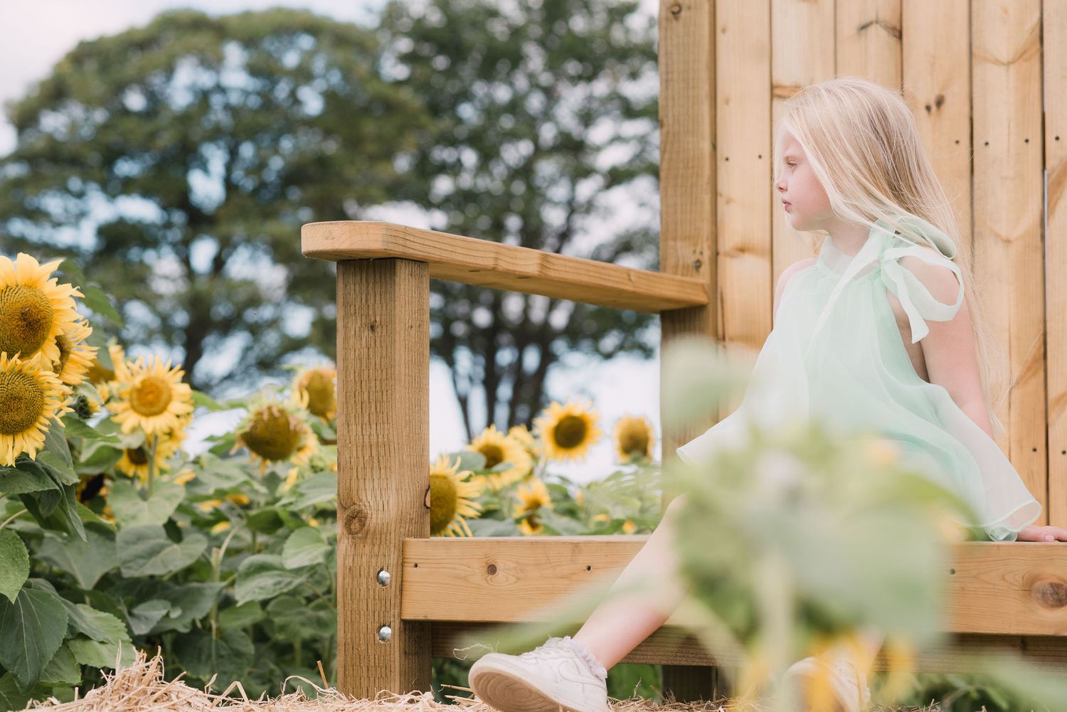 Cat enjoying homemade cat enclosure with wooden beams and sunflower garden views in the outdoor background.
