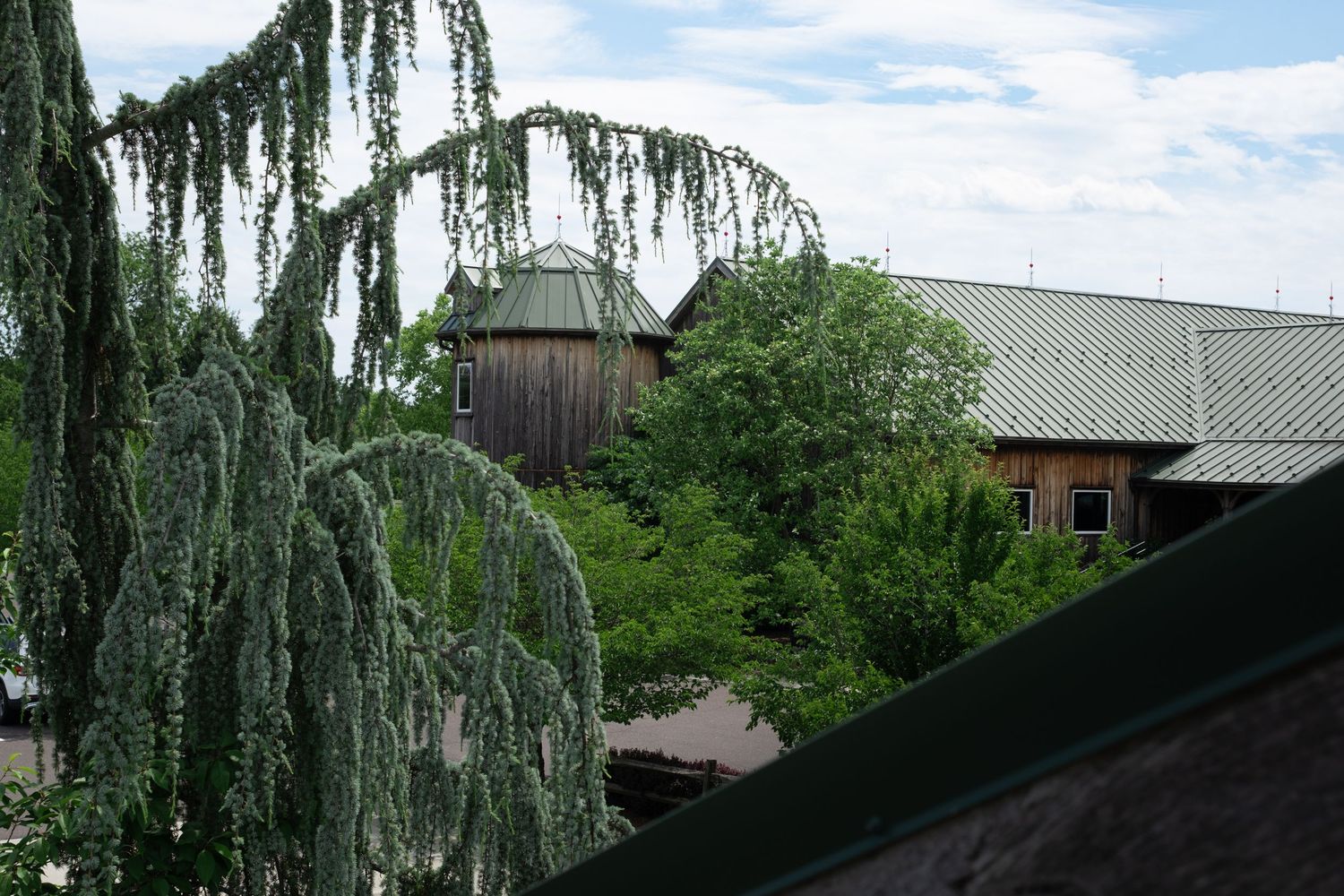 Weeping blue cedar tree with rustic barn and green trees in background.