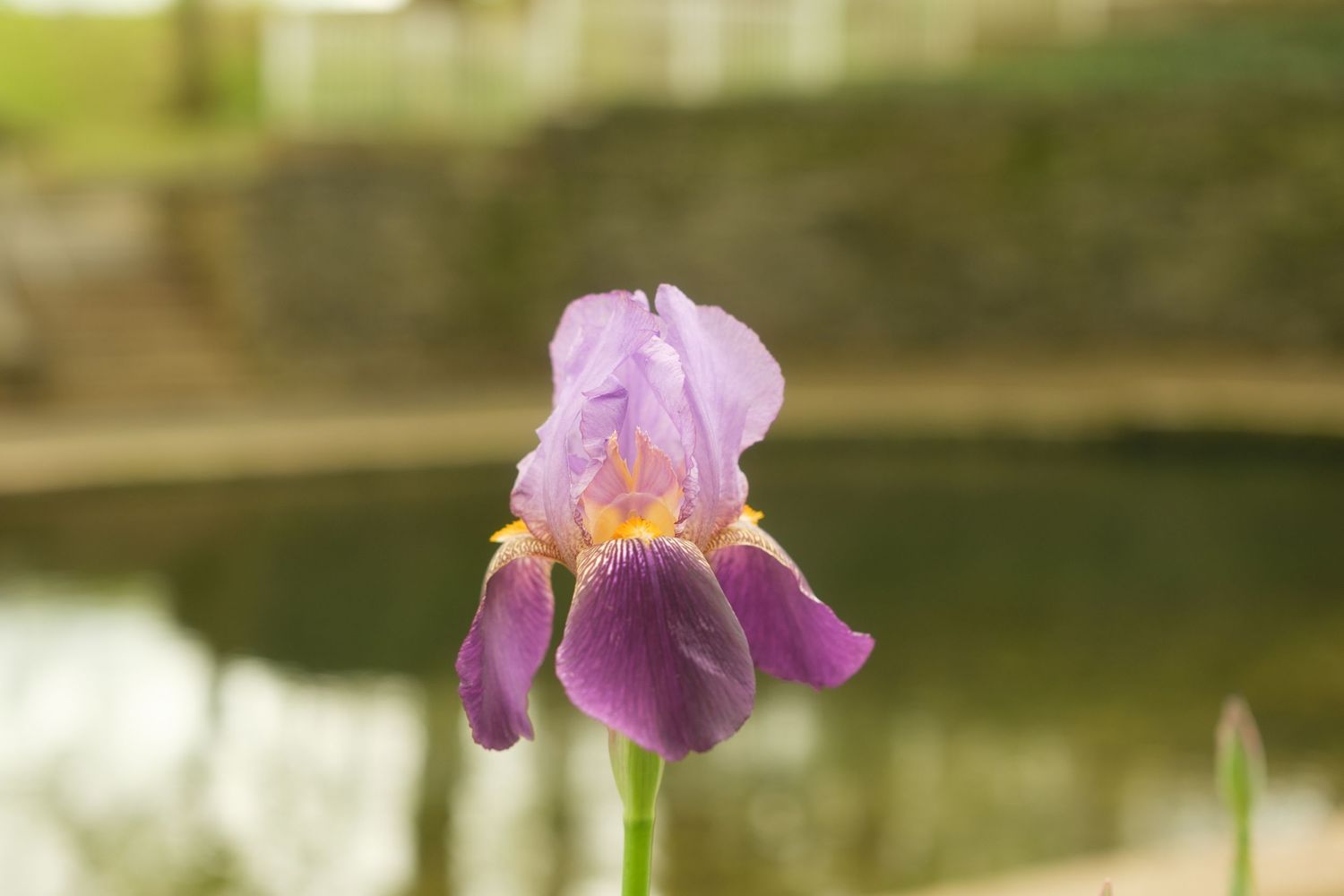 Purple iris flower with yellow accents blooming near a reflective pond in a garden setting.