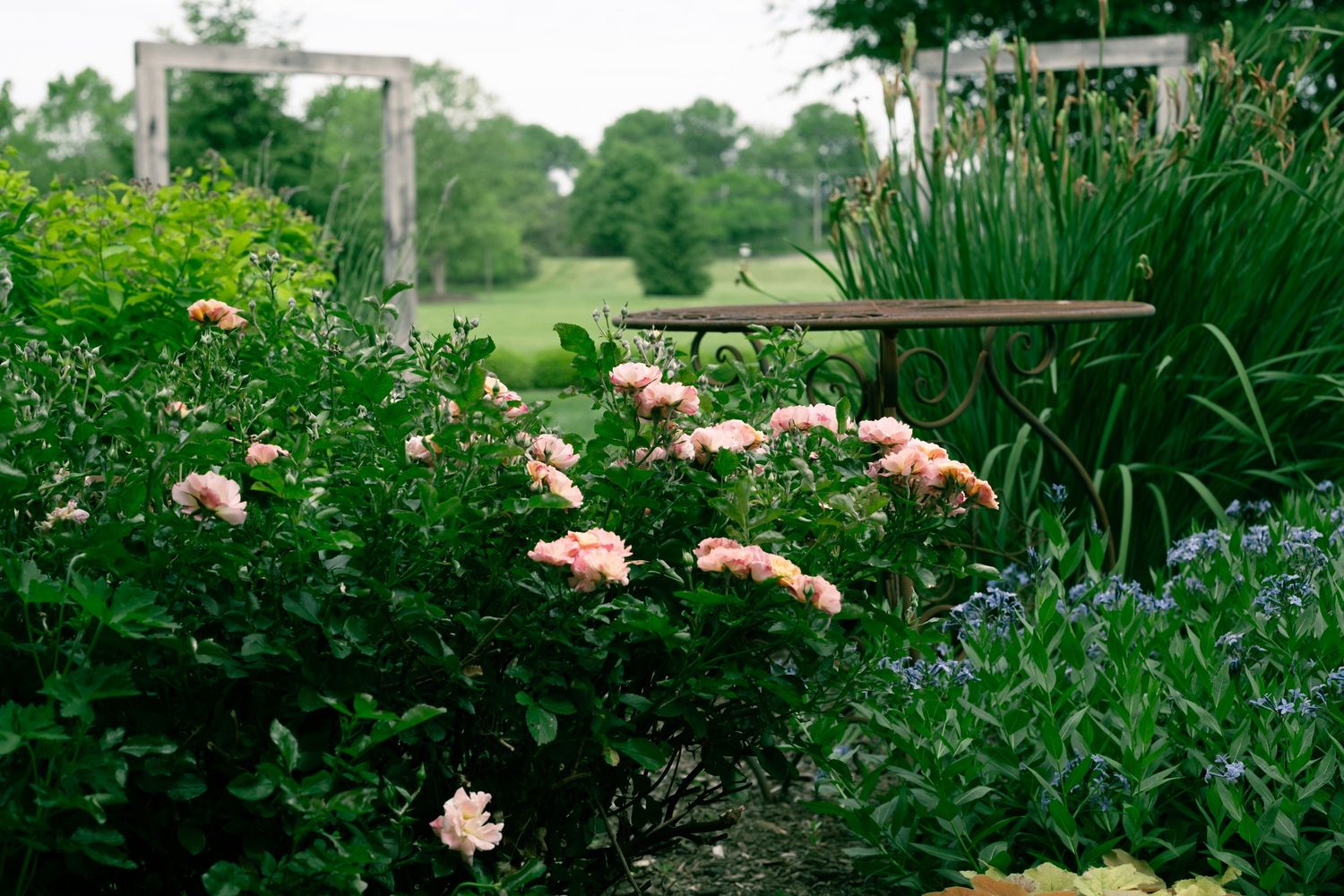 Lush garden with pink roses, blue flowers, and green shrubs near a rustic bench.