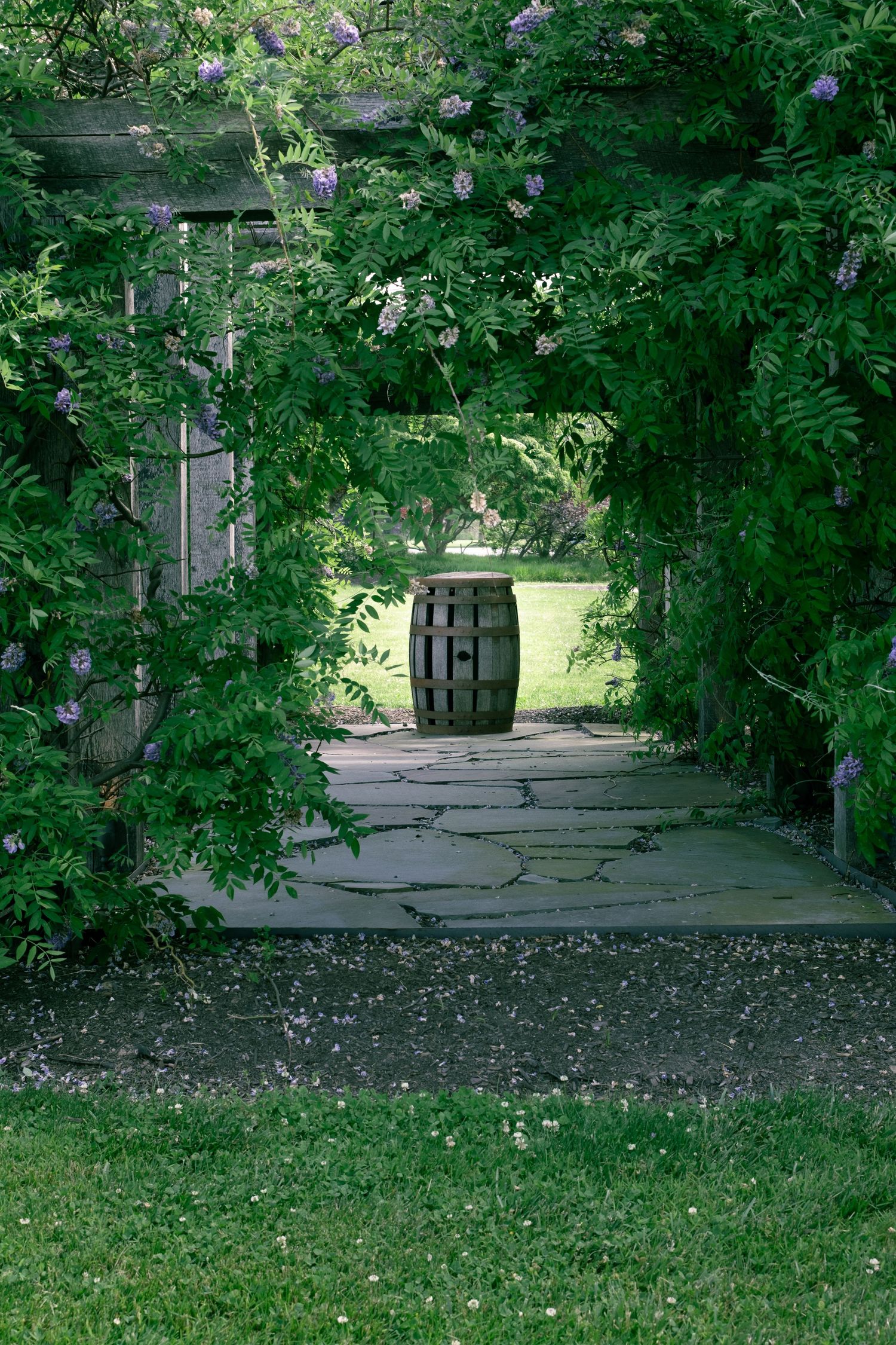 Lush green garden pergola with wisteria vines framing a stone pathway leading to a wooden barrel centerpiece.