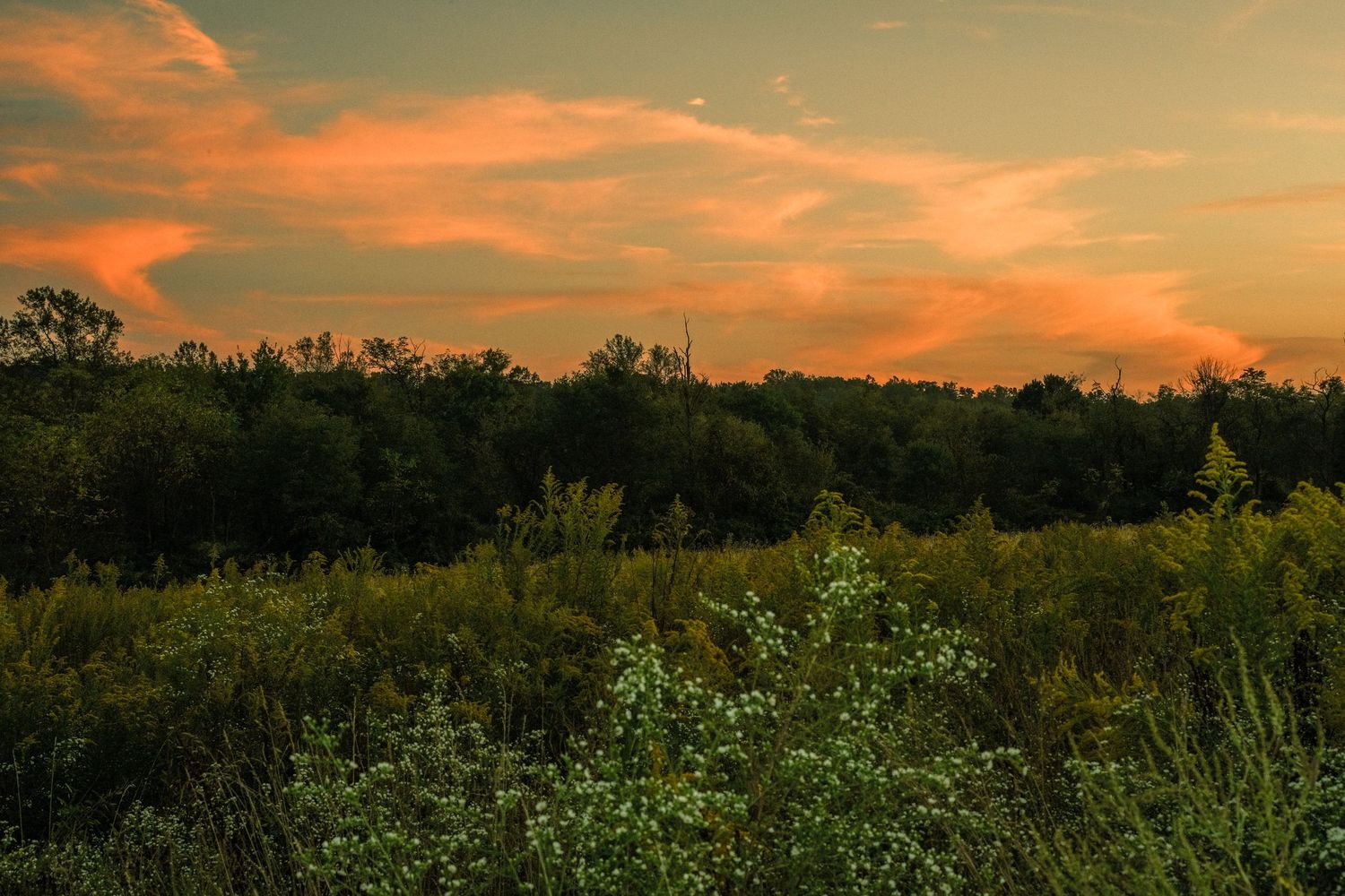 Vibrant orange sunset over rural meadow with wildflowers in foreground.