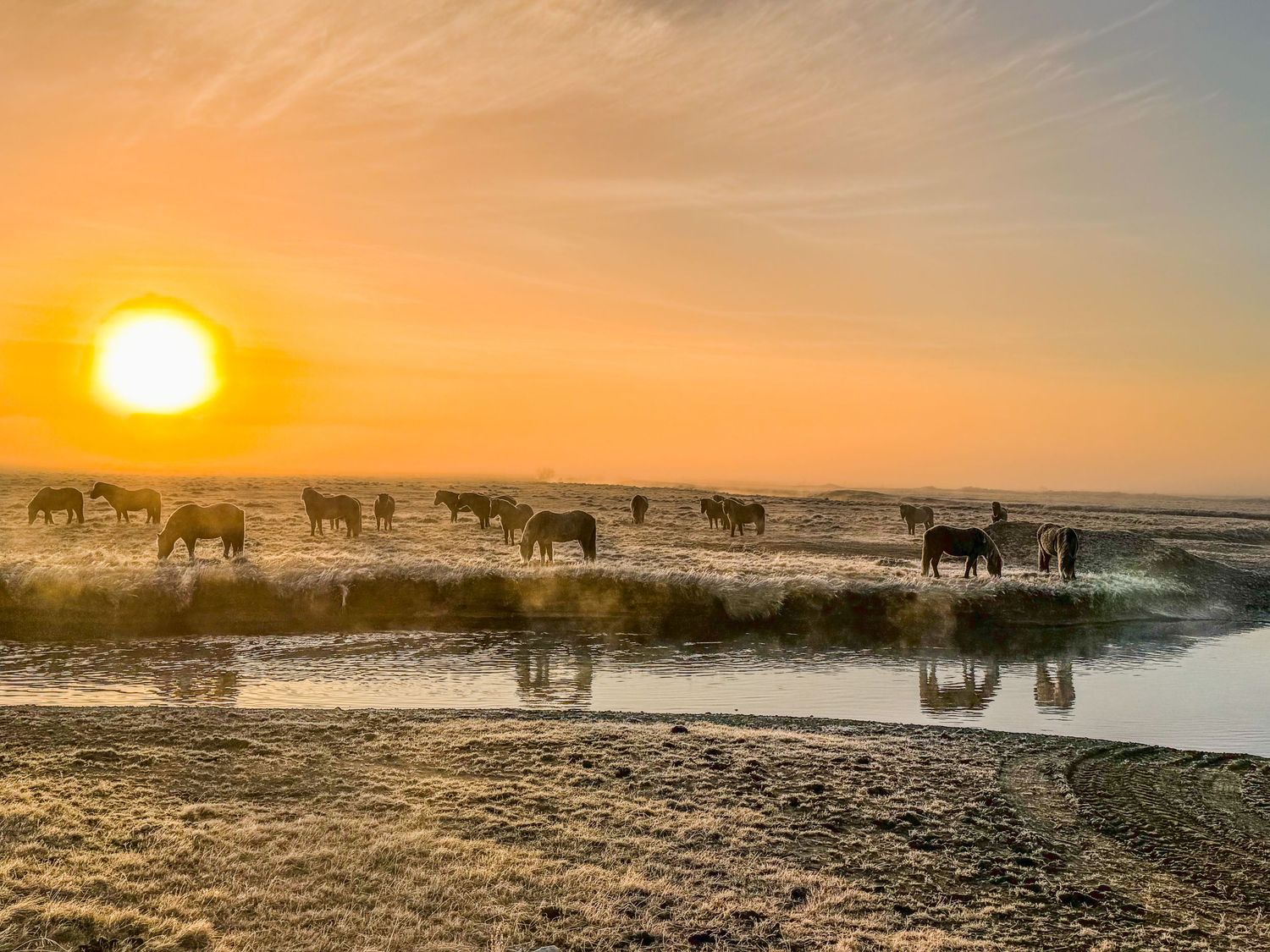 Silhouetted horses gather at a watering hole during golden sunset with reflections on the calm water surface.