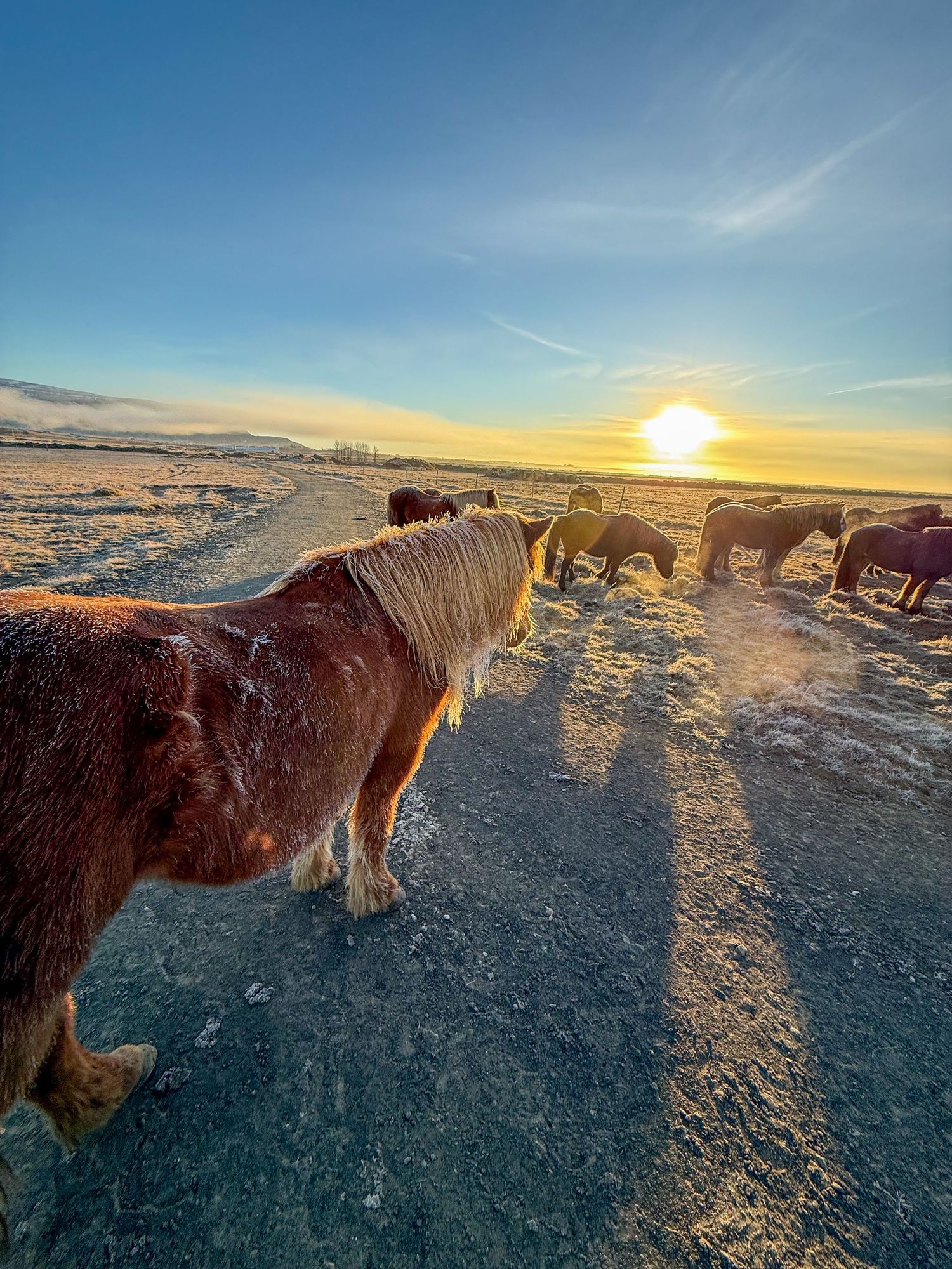 Herd of Icelandic horses grazing on snowy terrain during a golden sunset against a clear winter sky.