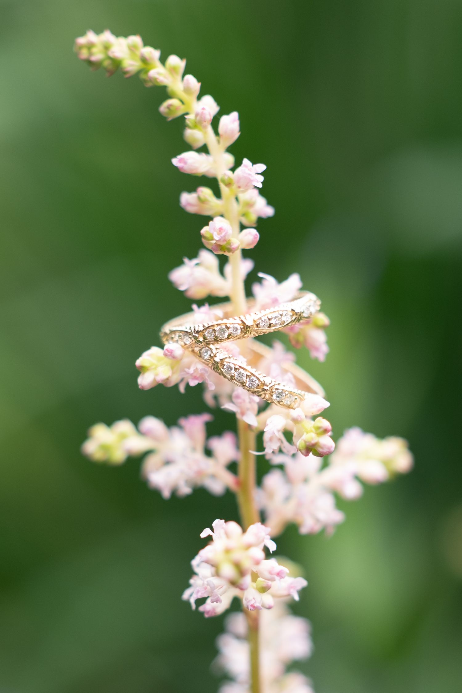 Two gold diamond wedding bands resting on a delicate pink flowering plant stem with a soft green background.