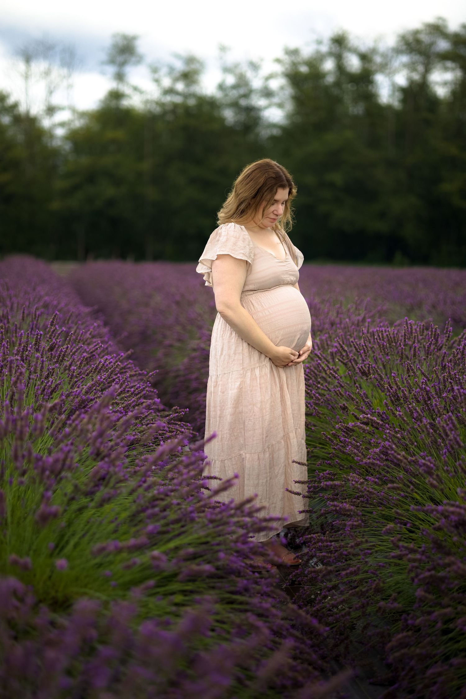 Maternity photos in a lavender field. Candid maternity photo. Moody. rows of lavender bushes in the background. dark skies.