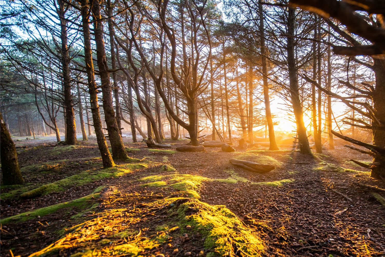 Landscape photography of a dramatic sunset in pine forest near the beach with sunbeams filtering through lush green trees onto forest floor.