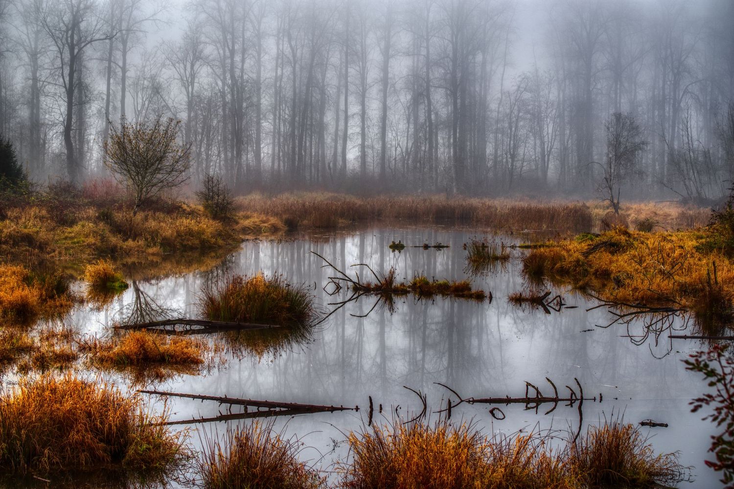 Misty autumn wetlands with orange reeds and bare trees reflected in still water during foggy weather.