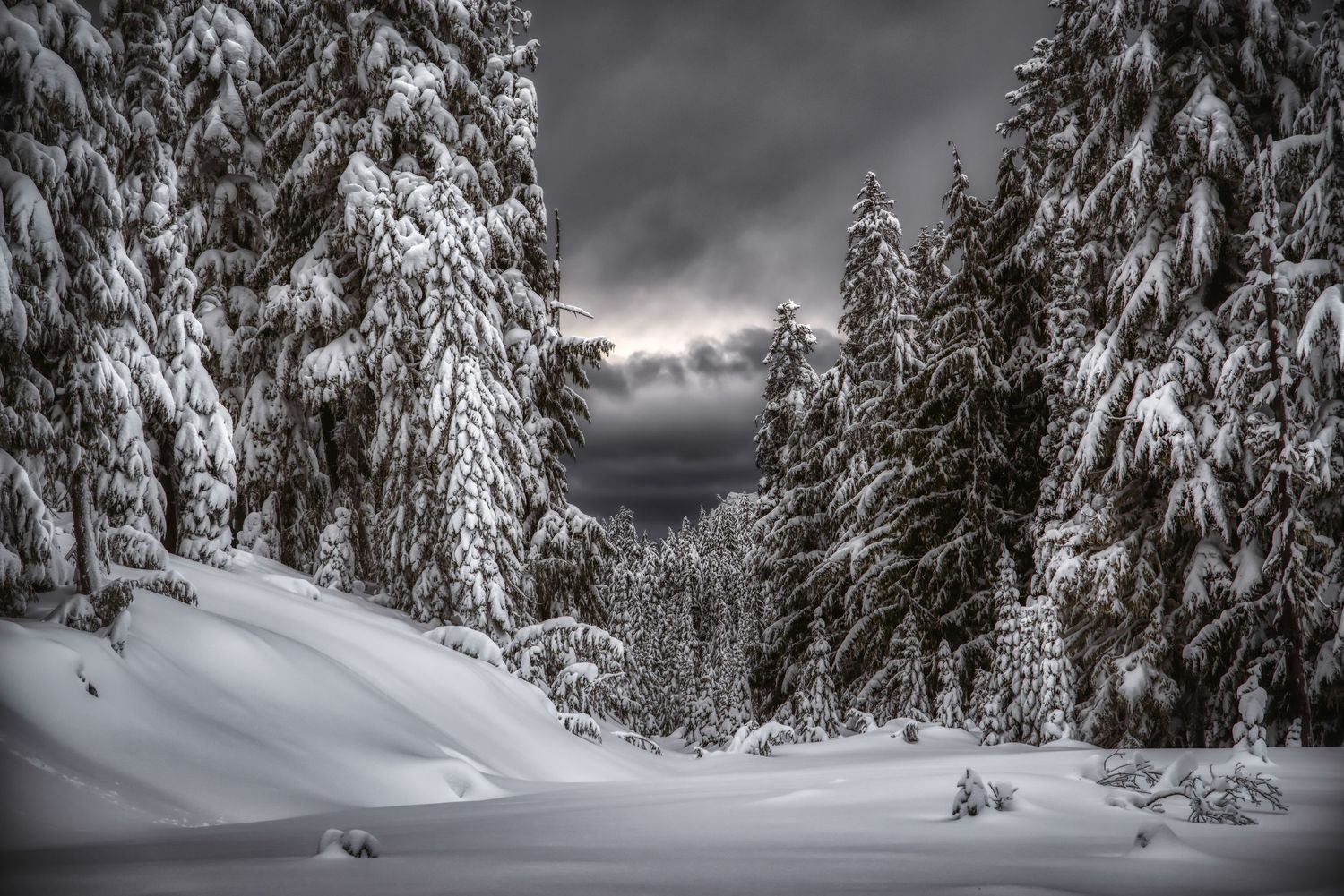 Landscape photography of snow-covered evergreen forest landscape with heavy snow on branches under moody winter sky.