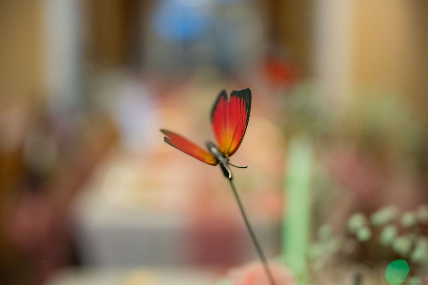 A vibrant red butterfly perched on a slender stem with a softly blurred bokeh background indoors.