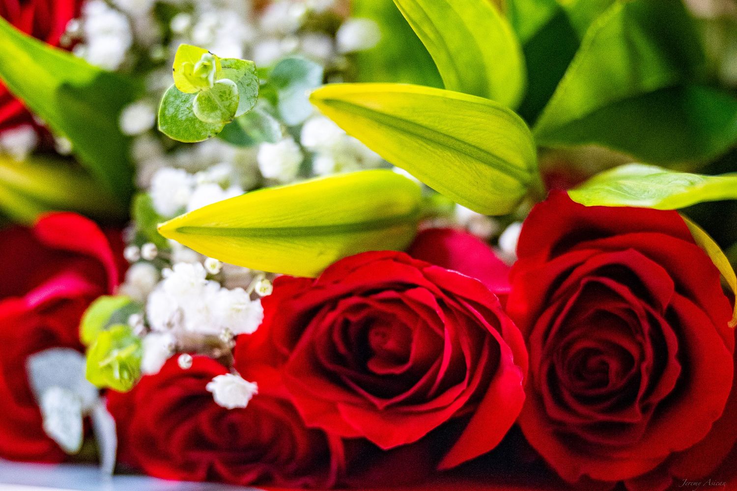 Close-up of vibrant red roses with white baby's breath and green lily buds in a romantic floral bouquet arrangement. Stockton photographer