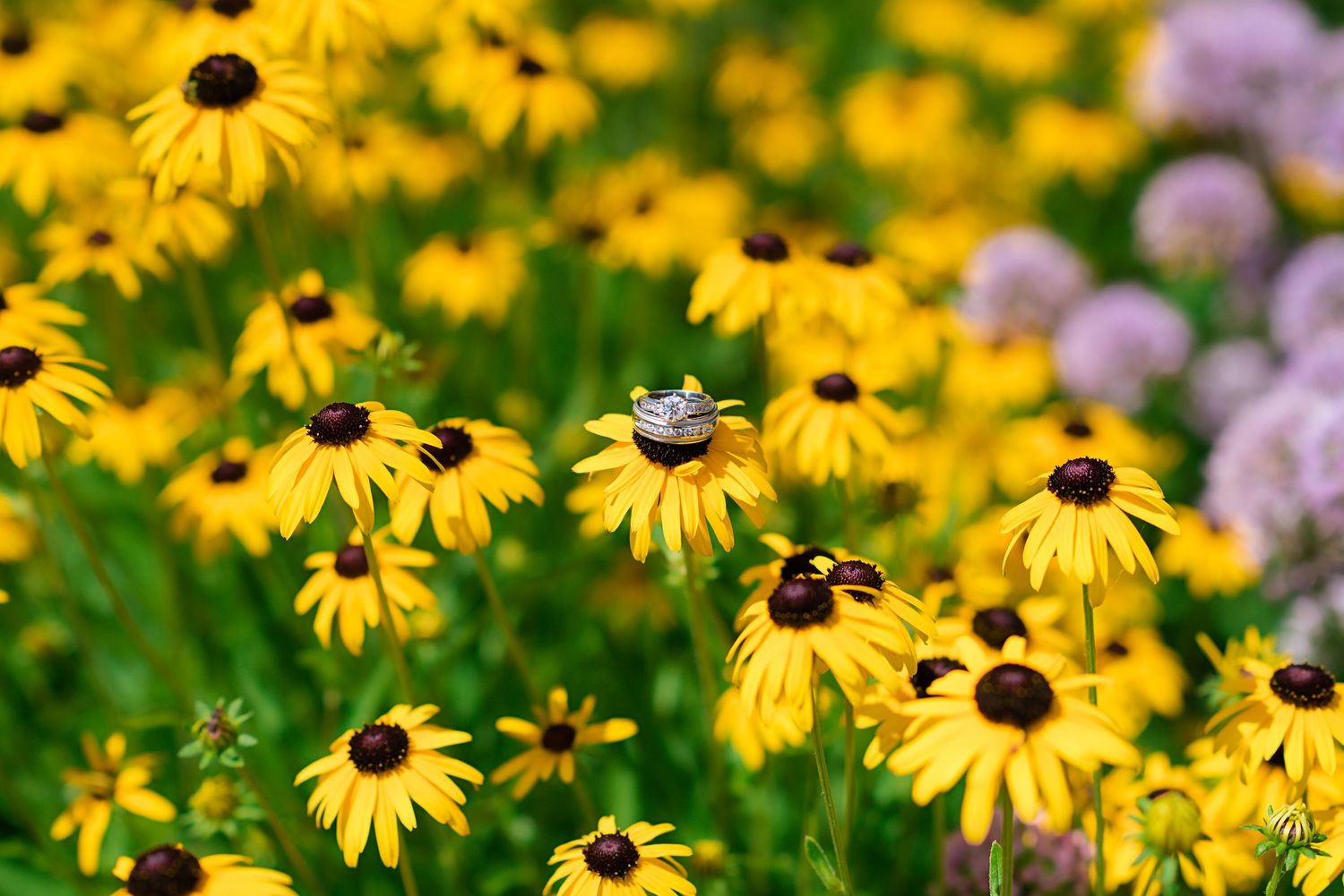 Wedding rings resting on yellow black-eyed Susan flowers in a garden.