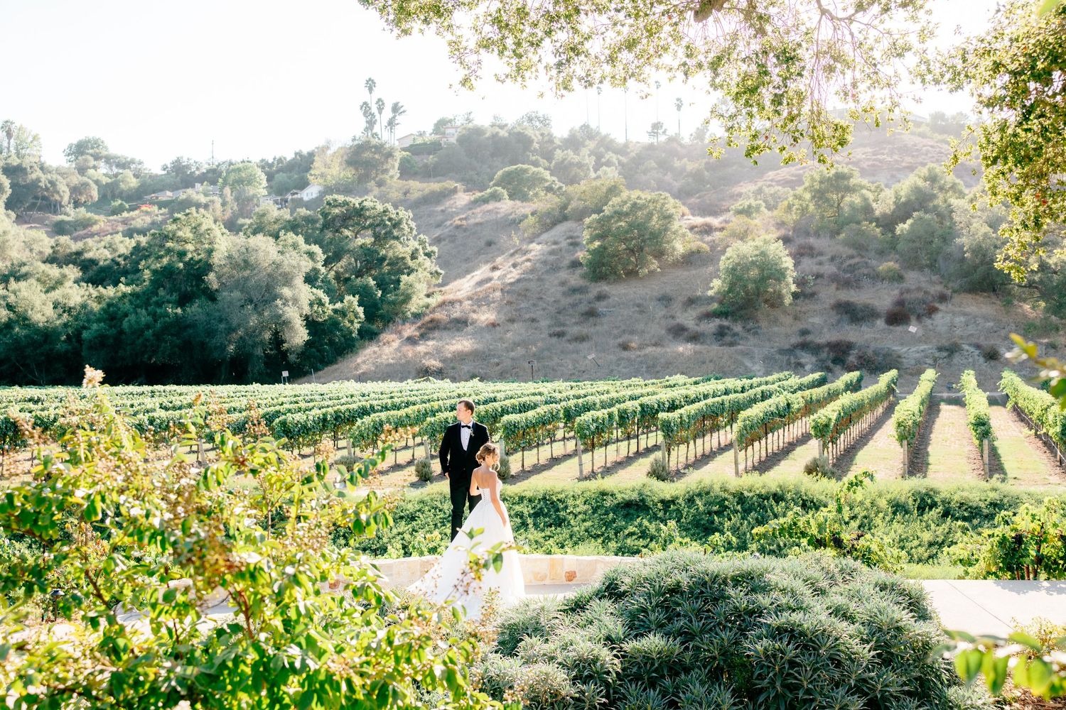 Panoramic view of a vineyard with rolling hills and rows of grapevines stretching into the distance.