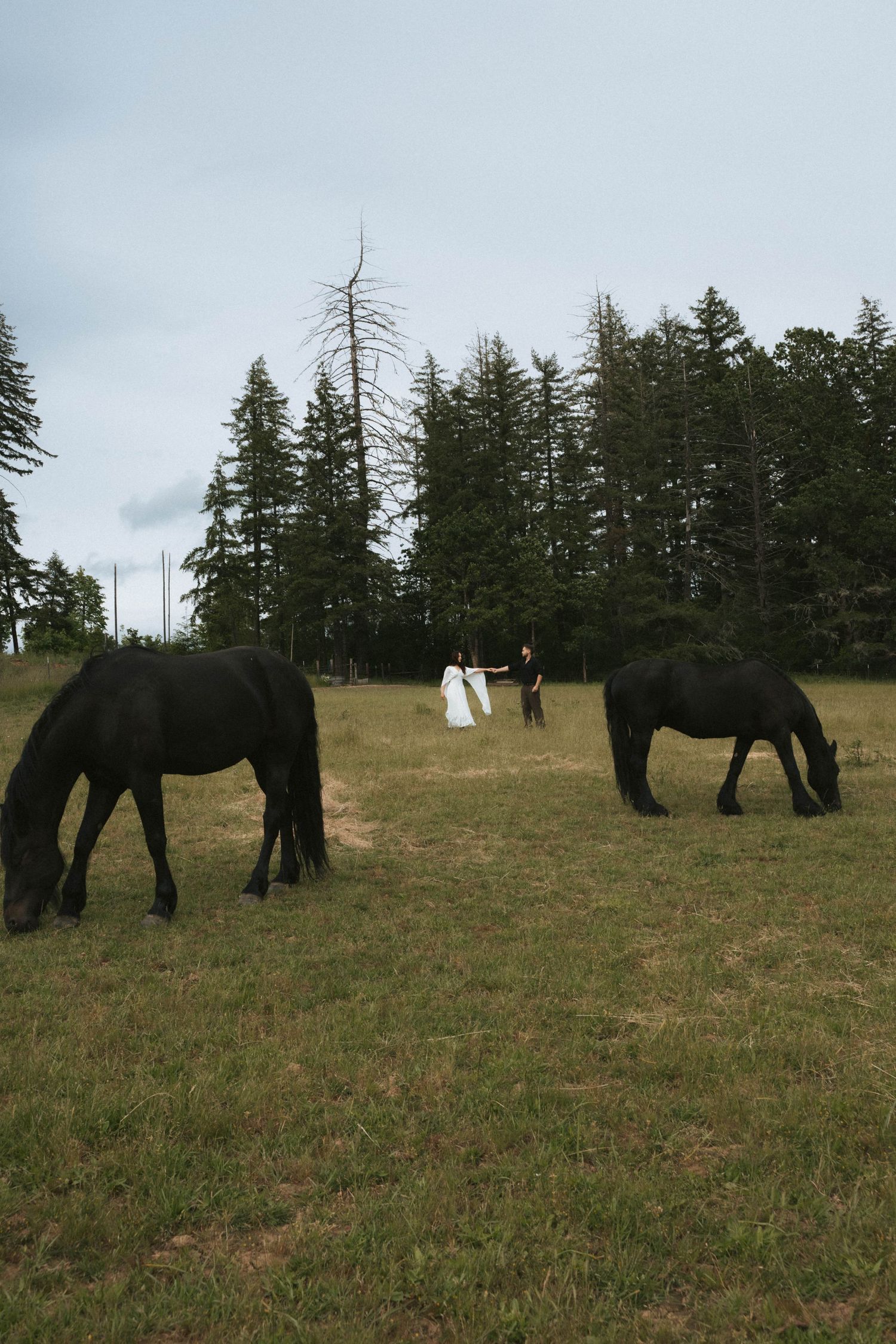 A bride and groom stand between two black horses grazing in a green field with tall evergreen trees in the background.
