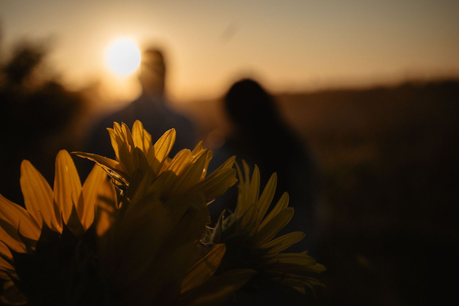 Yellow sunflower petals glow in golden light at sunset with silhouetted figures in blurred background.