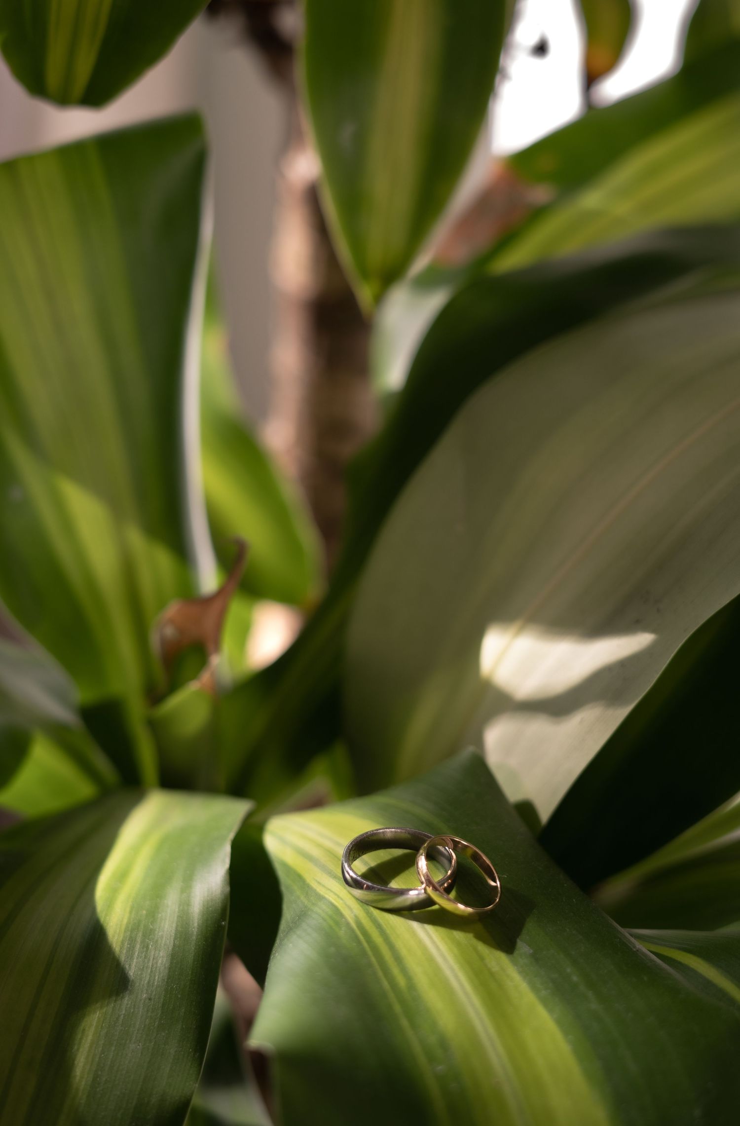 Wedding rings on a plant at a Byron Bay wedding
