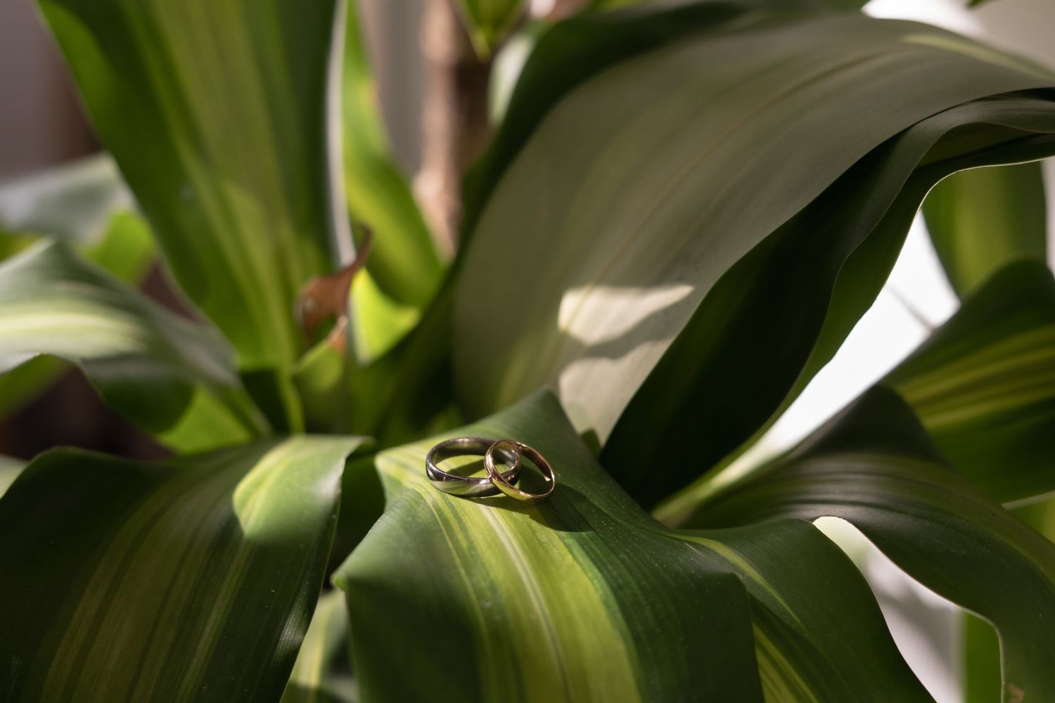 Wedding rings resting on a green leaf