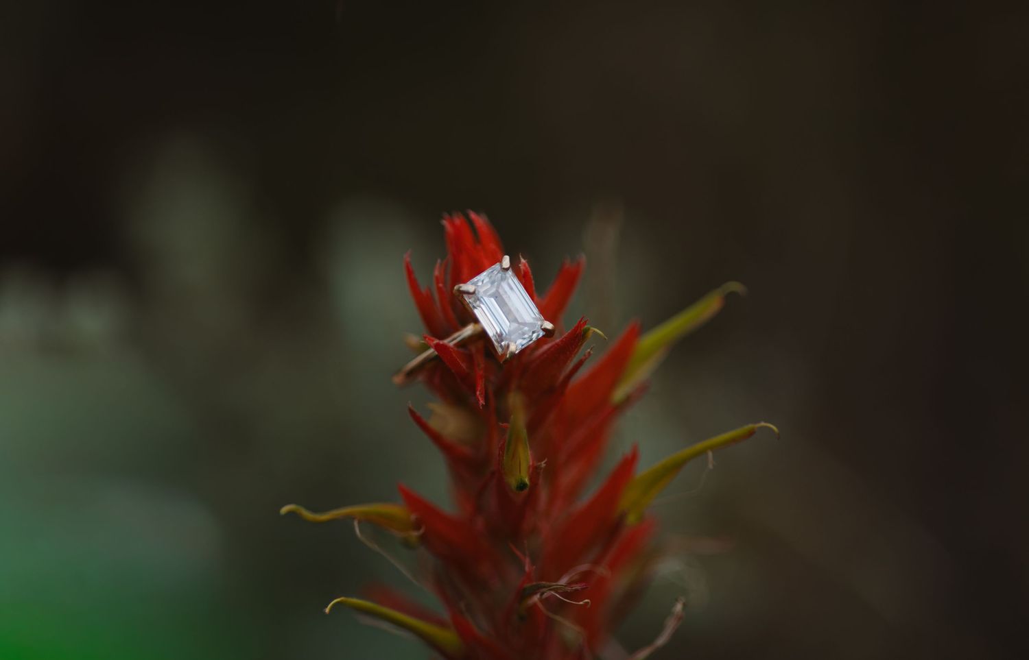 Diamond emerald-cut engagement ring displayed on a vibrant red wildflower in nature.
