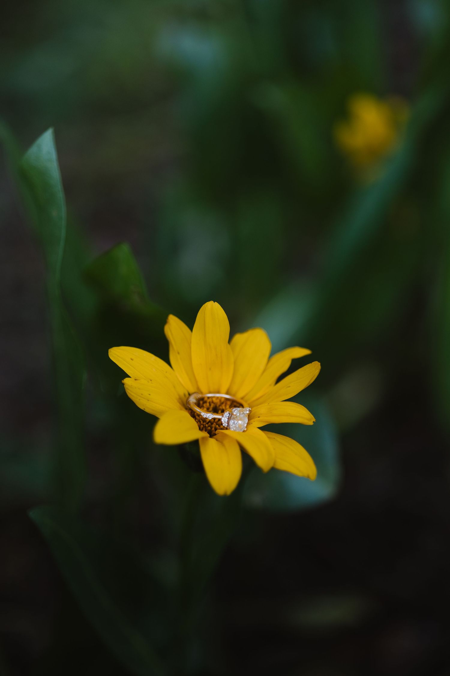 Close-up of an engagement ring resting on a vibrant yellow wildflower in a garden.