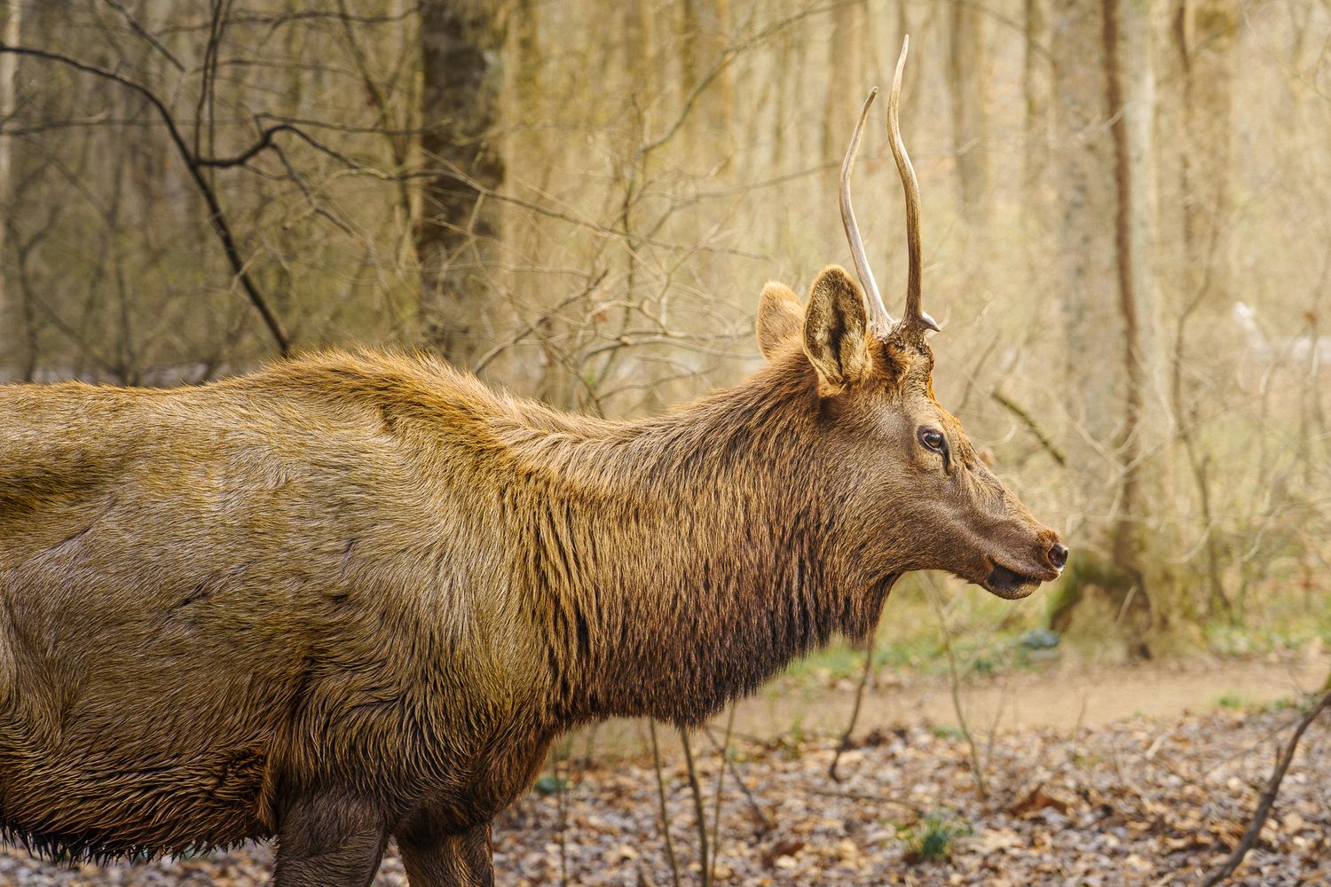 A wet elk with velvet antlers stands alert in a misty forest with bare trees in the background.