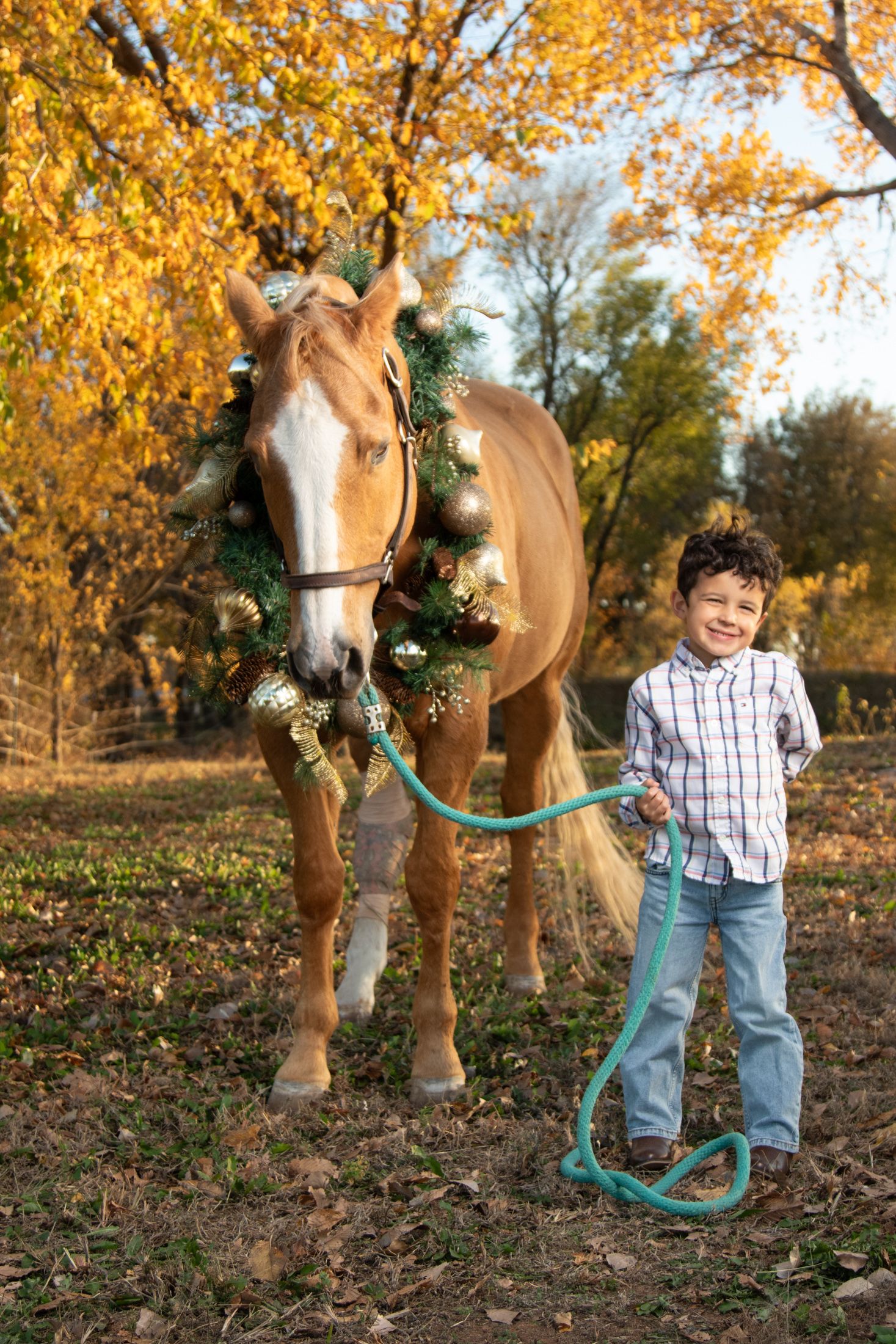 Equine photography | Equine portraits