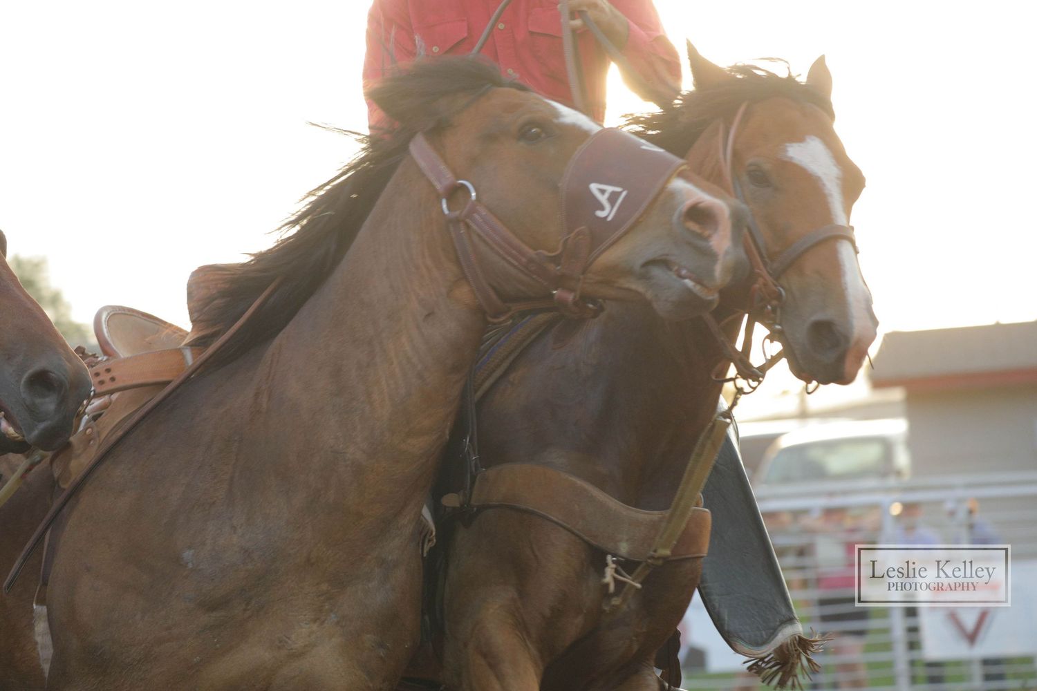 Rodeo | Oklahoma Rodeo