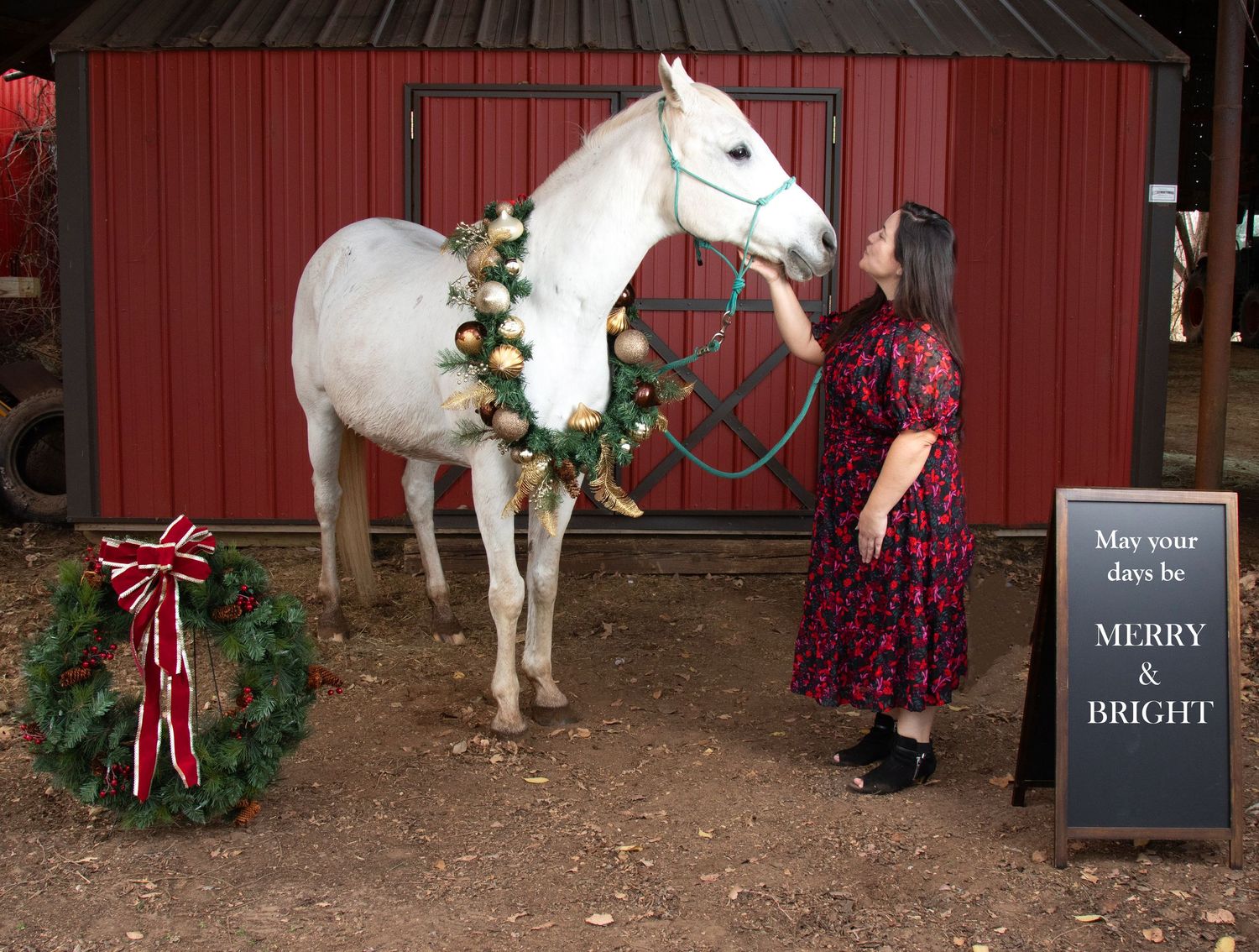 Equine photography | Equine portraits | Equine holiday portraits | Seasonal portraits