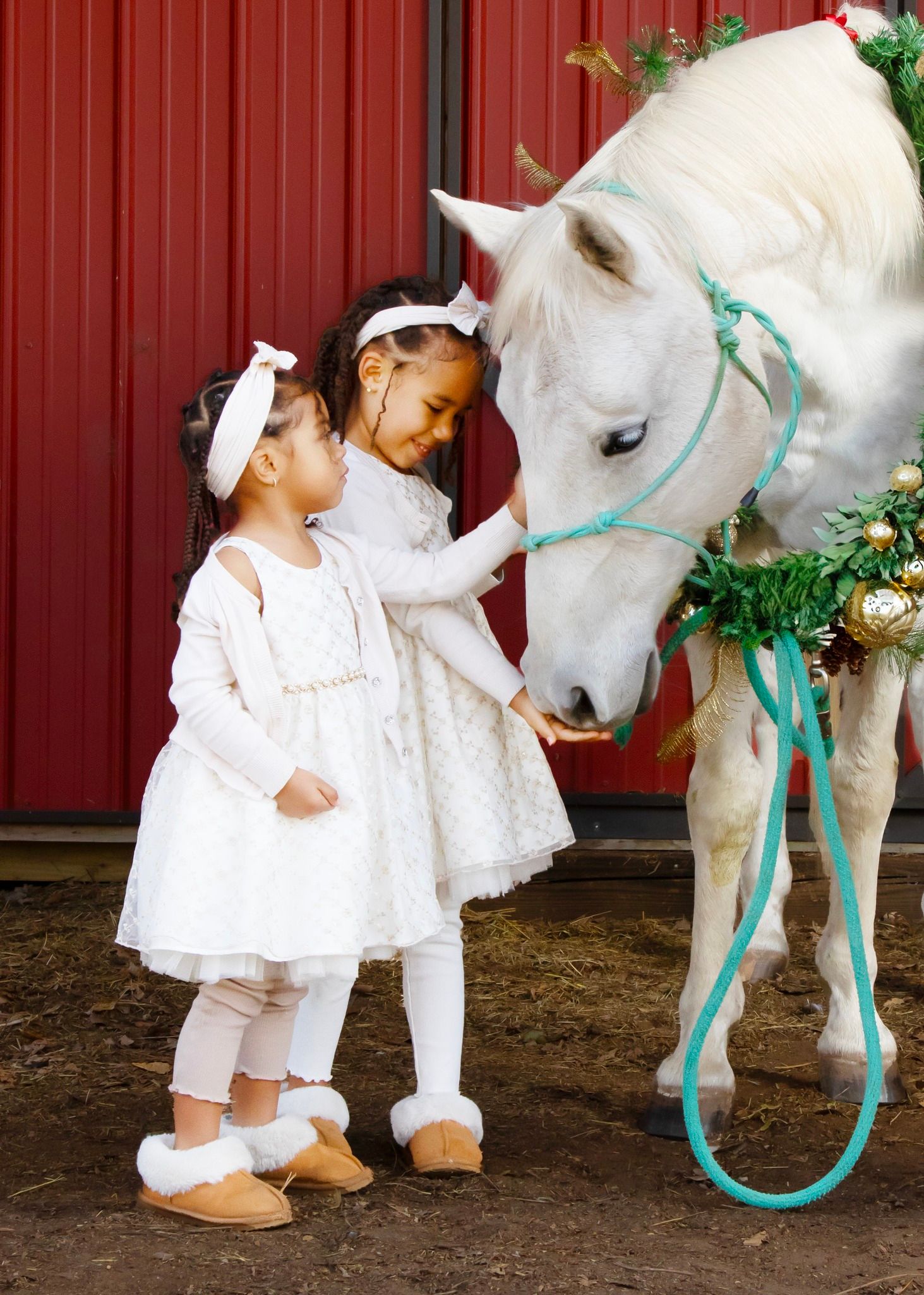 Equine photography | Equine portraits | Equine holiday portraits | Seasonal portraits
