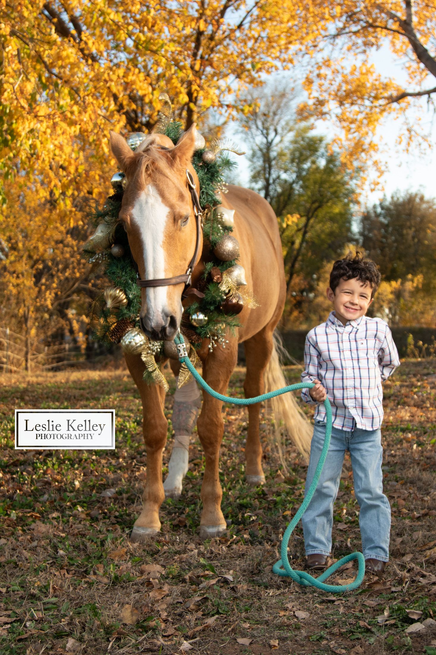 Equine photography | Equine portraits
