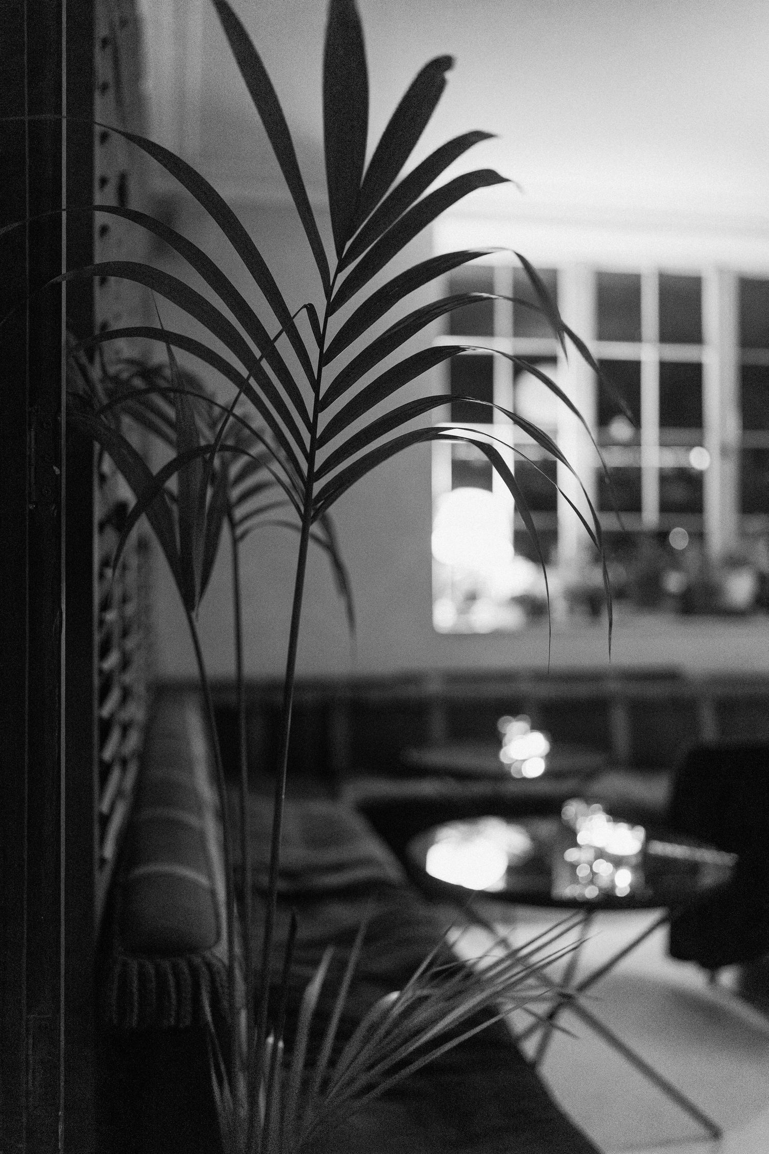 Black and white artistic photo of a palm plant silhouetted against a window interior.