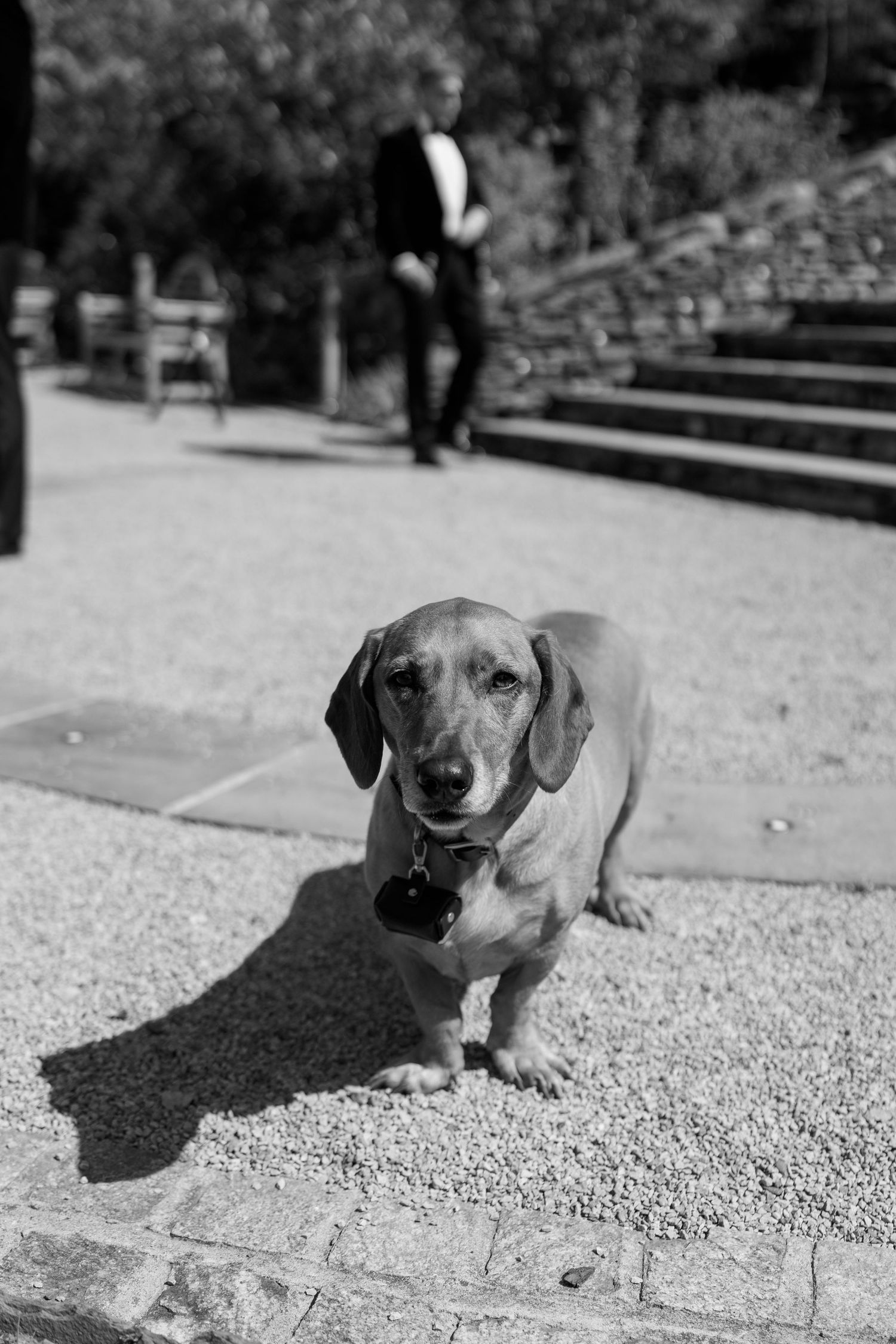 Black and white photo of a small dachshund dog walking on gravel.