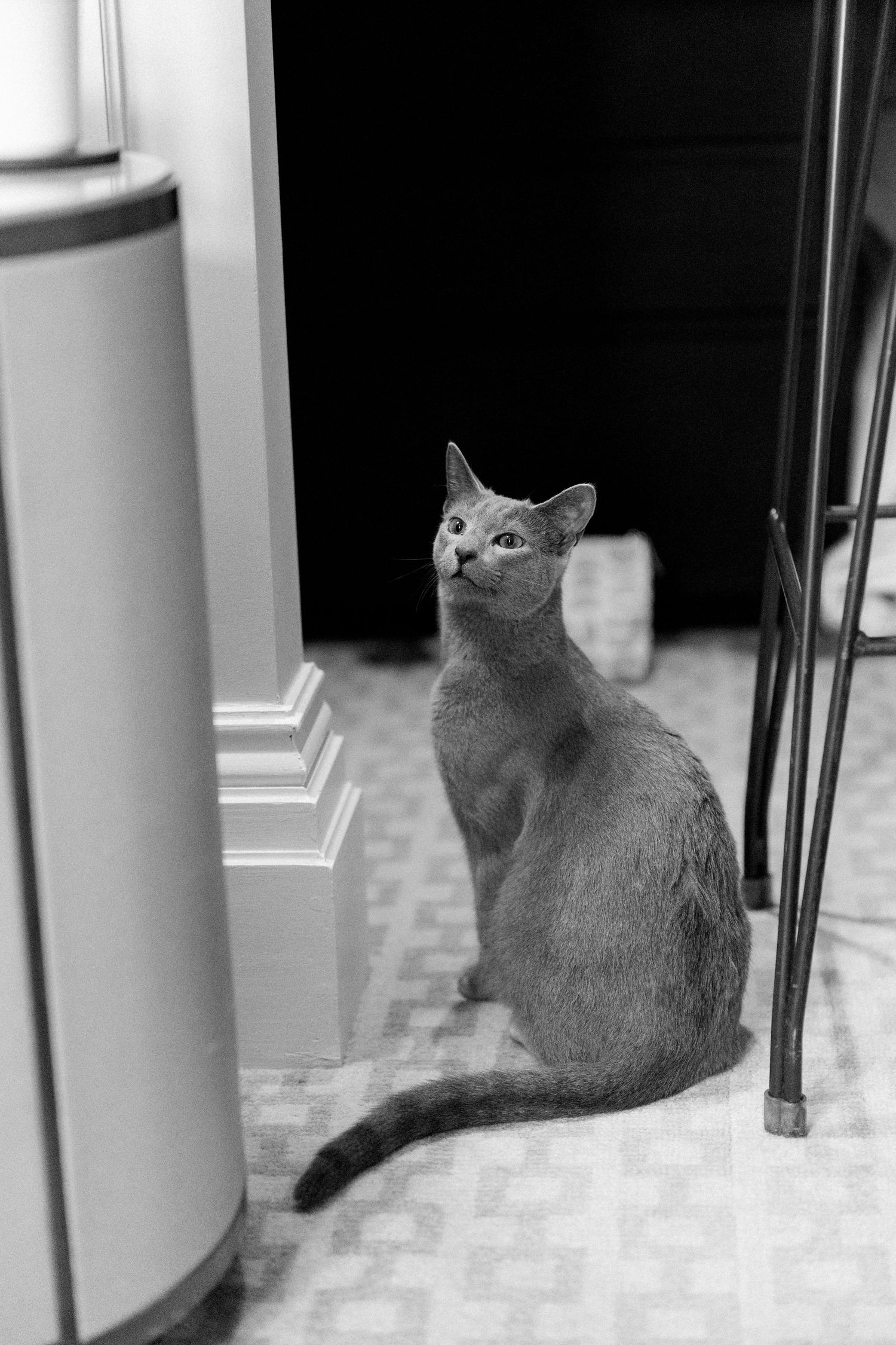 Russian Blue cat sitting on tiled floor looking upward in black and white photo.