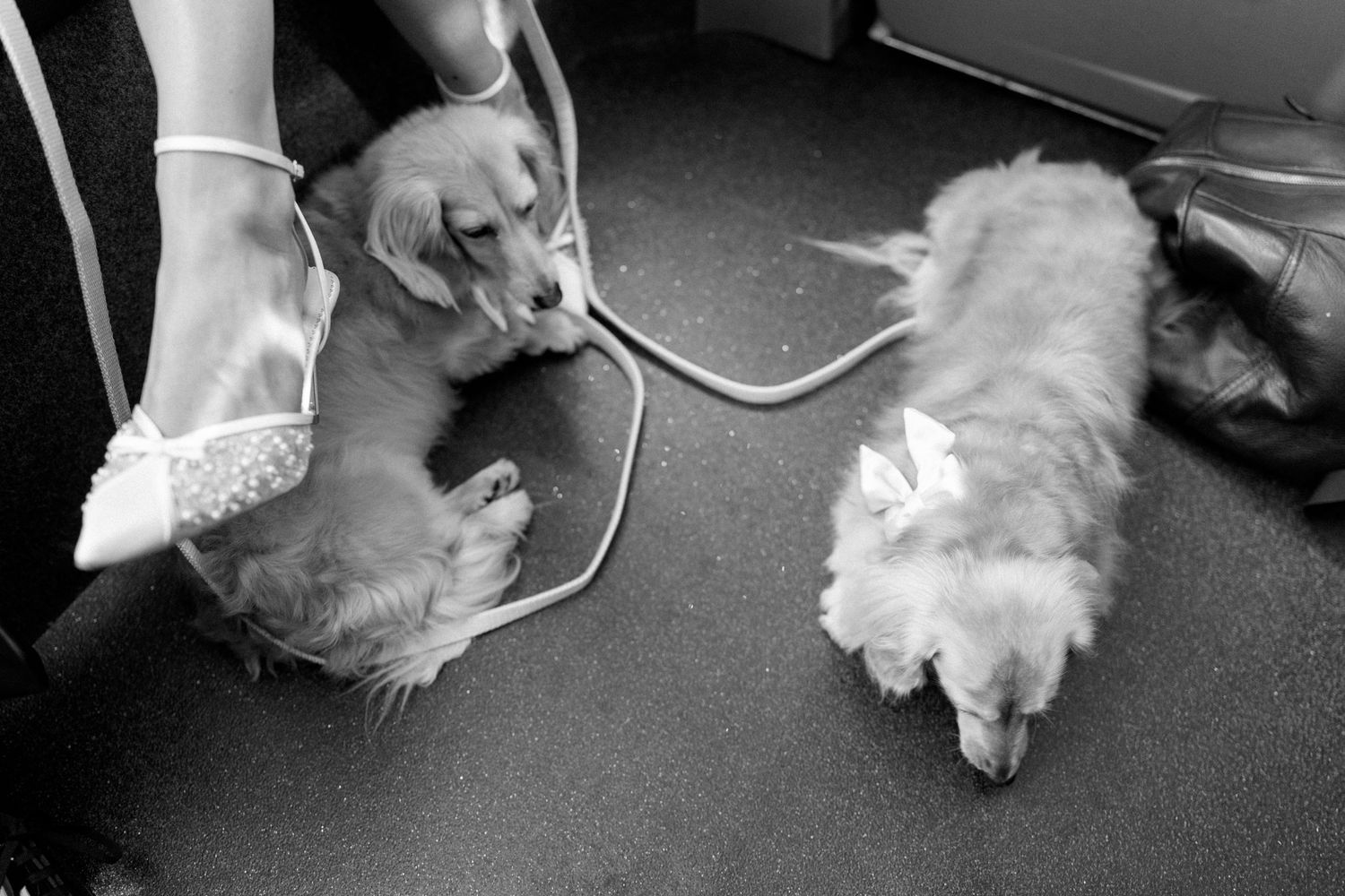 Black and white photo of two golden retriever puppies on a leash held by a person wearing a white dress.