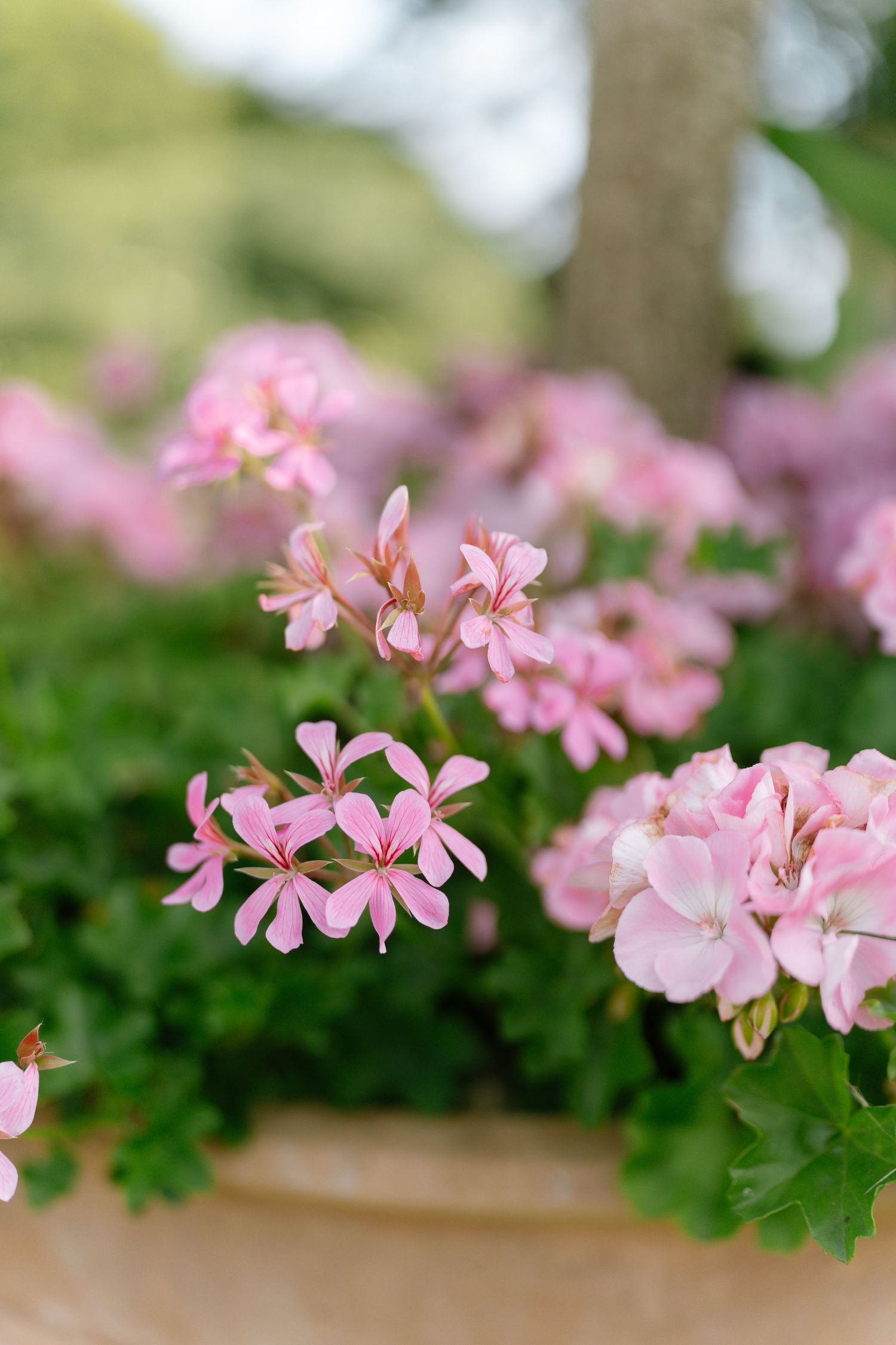 Delicate pink geranium flowers bloom in a garden setting.