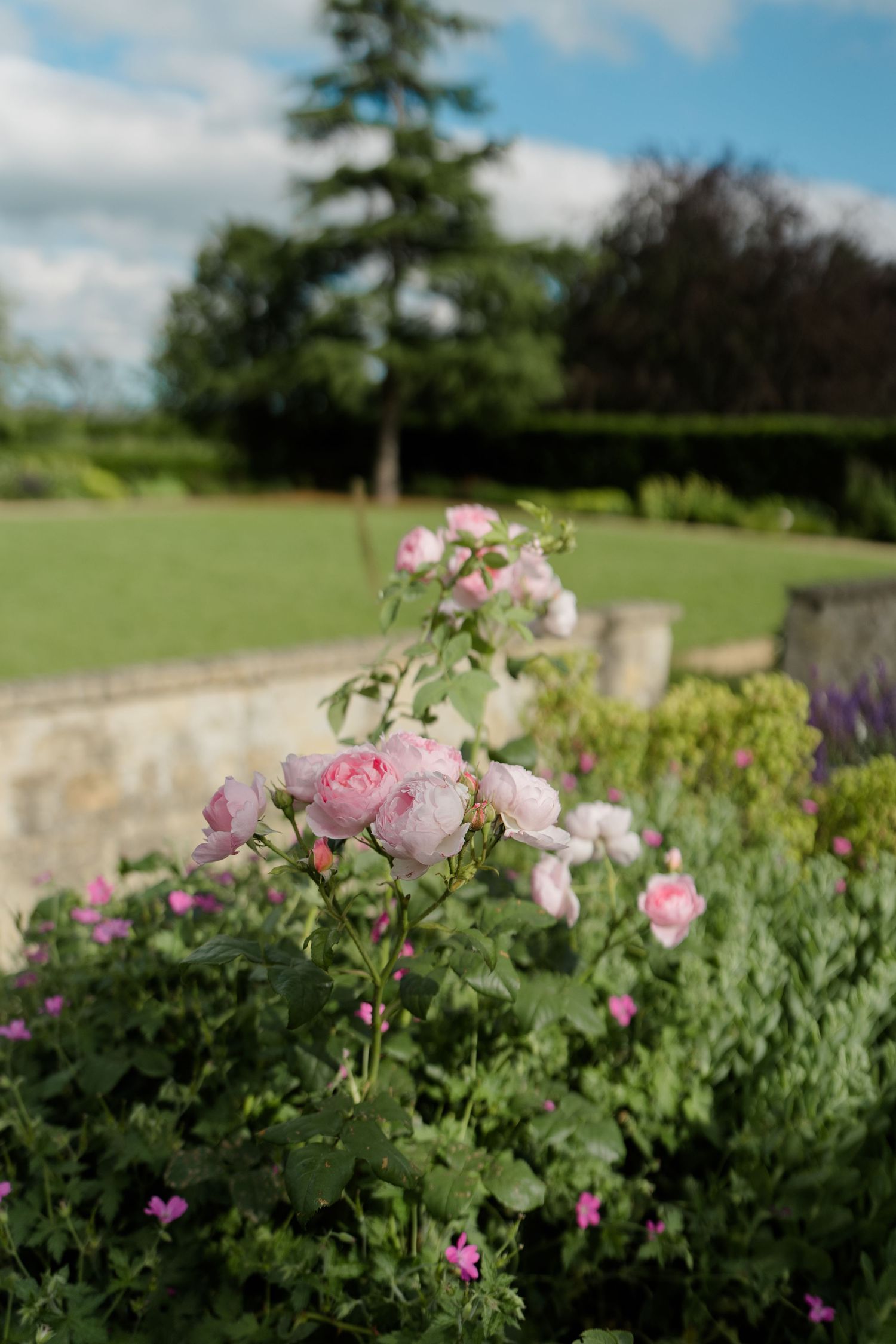 Pink roses bloom in a lush English garden with stone walls and green lawn.