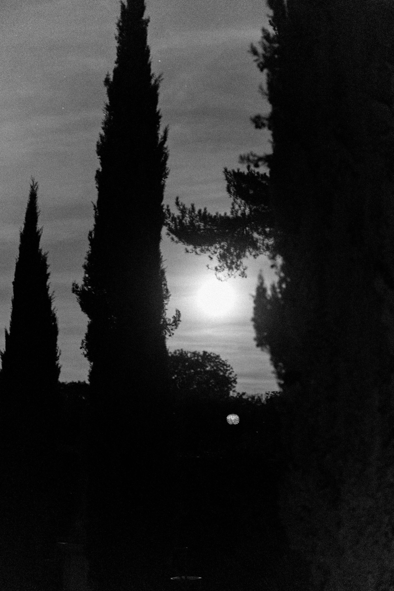 Silhouettes of cypress trees against a moonlit night sky.