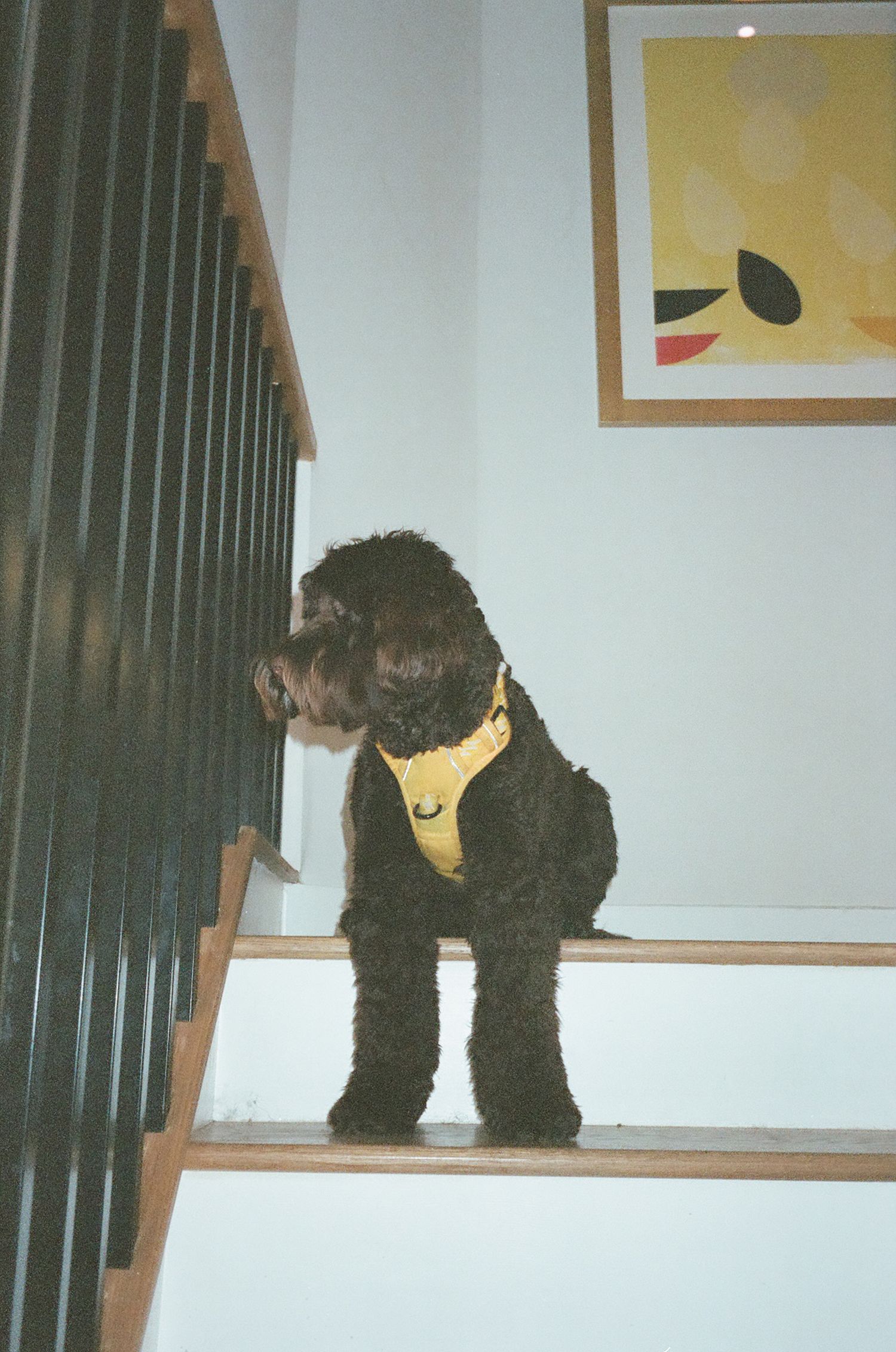 Black poodle wearing a yellow harness stands on wooden stairs next to a modern art print on the wall.