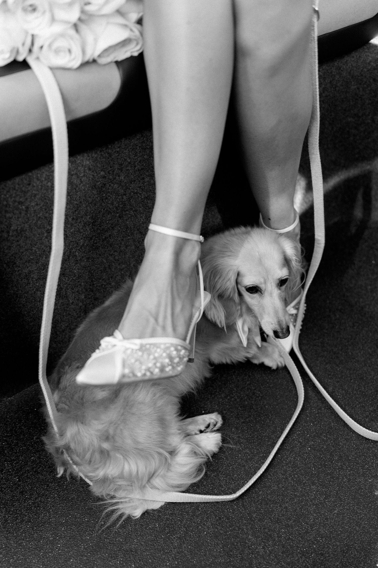 Black and white close-up of bride's pearl heels with a small dachshund dog at her feet.