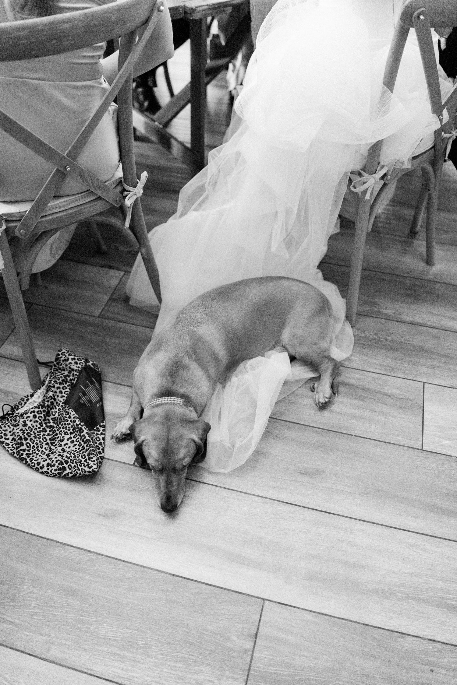 Dog lying on wooden floor near formal white dress and leopard print shoes.