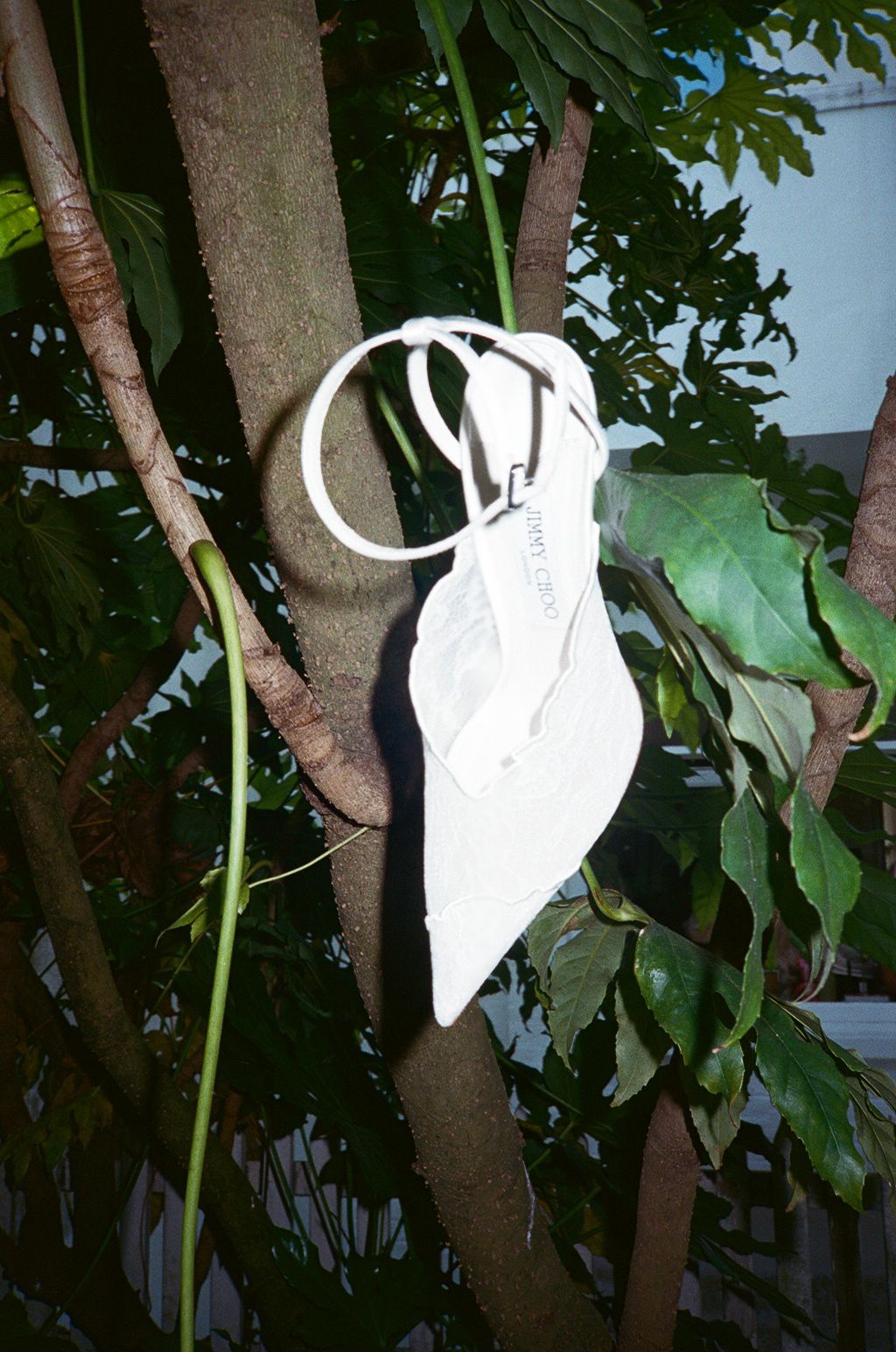 White strappy sandal hanging on tropical tree branches surrounded by lush green leaves.