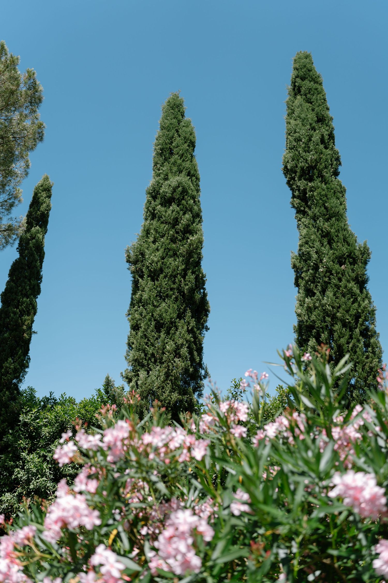 Tall cypress trees against a bright blue sky with pink flowers in the foreground.