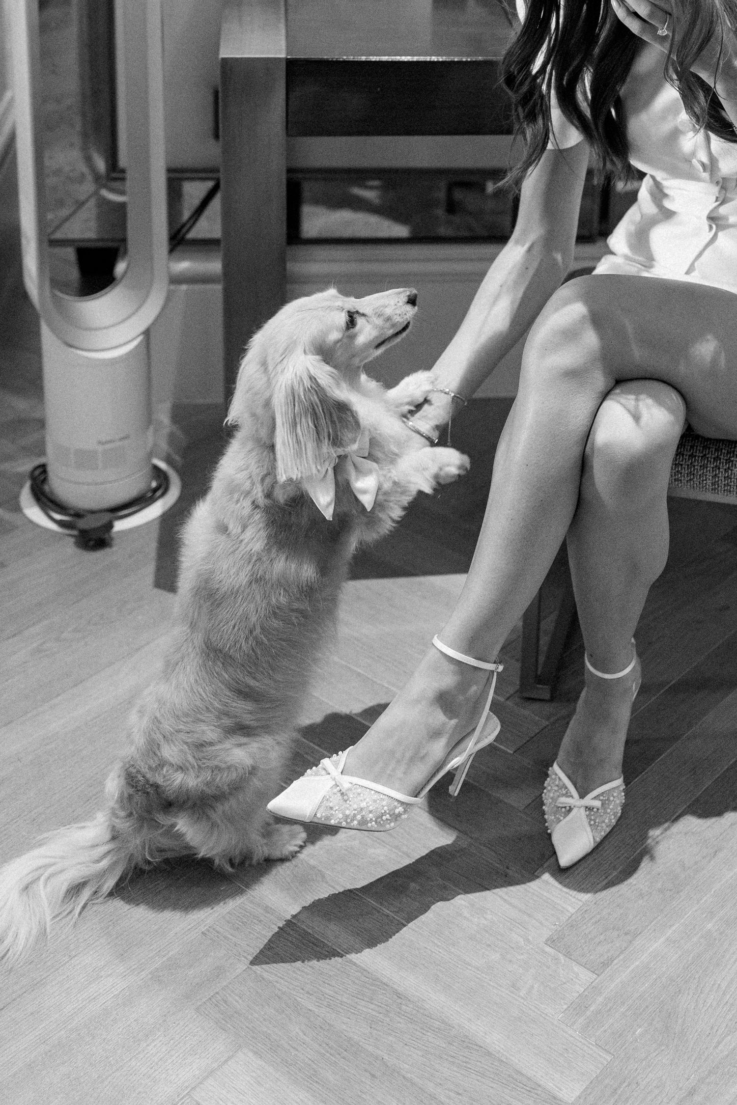 Black and white photo of a fluffy dog standing on hind legs beside a seated woman wearing elegant heeled mules.