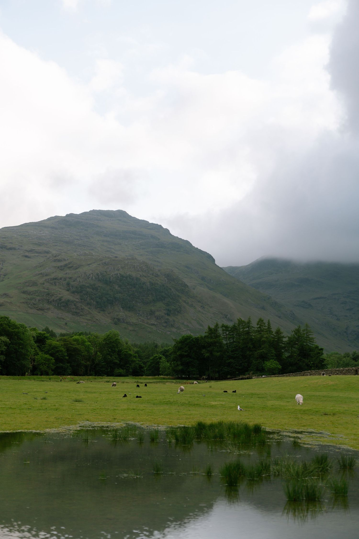 Scenic mountain landscape with a reflective pond and grazing sheep in the foreground.