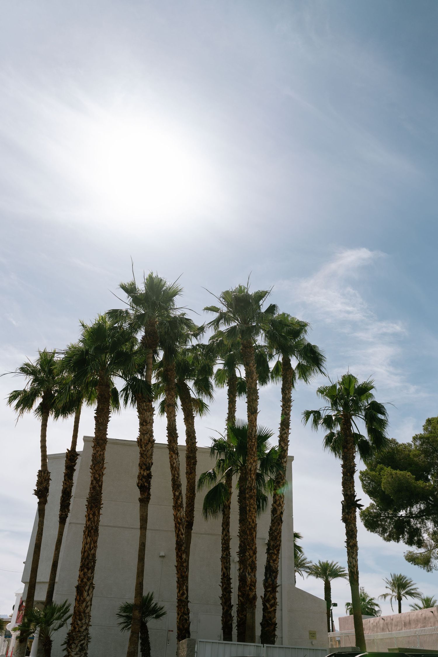 Row of tall palm trees line the exterior of a white building against a bright blue sky in Las Vegas.