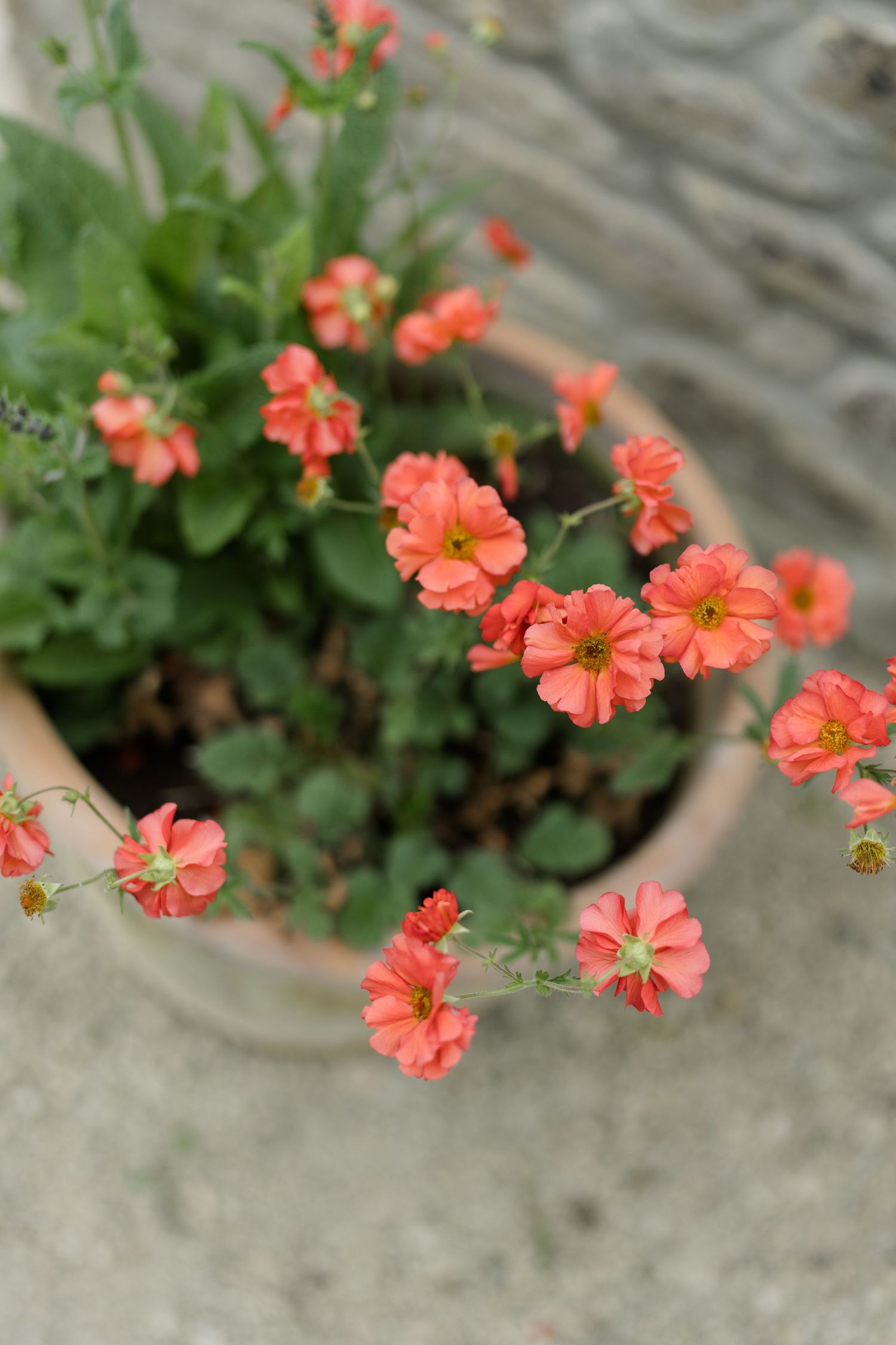 Vibrant coral-orange flowers blooming in a rustic terracotta pot against a stone background.
