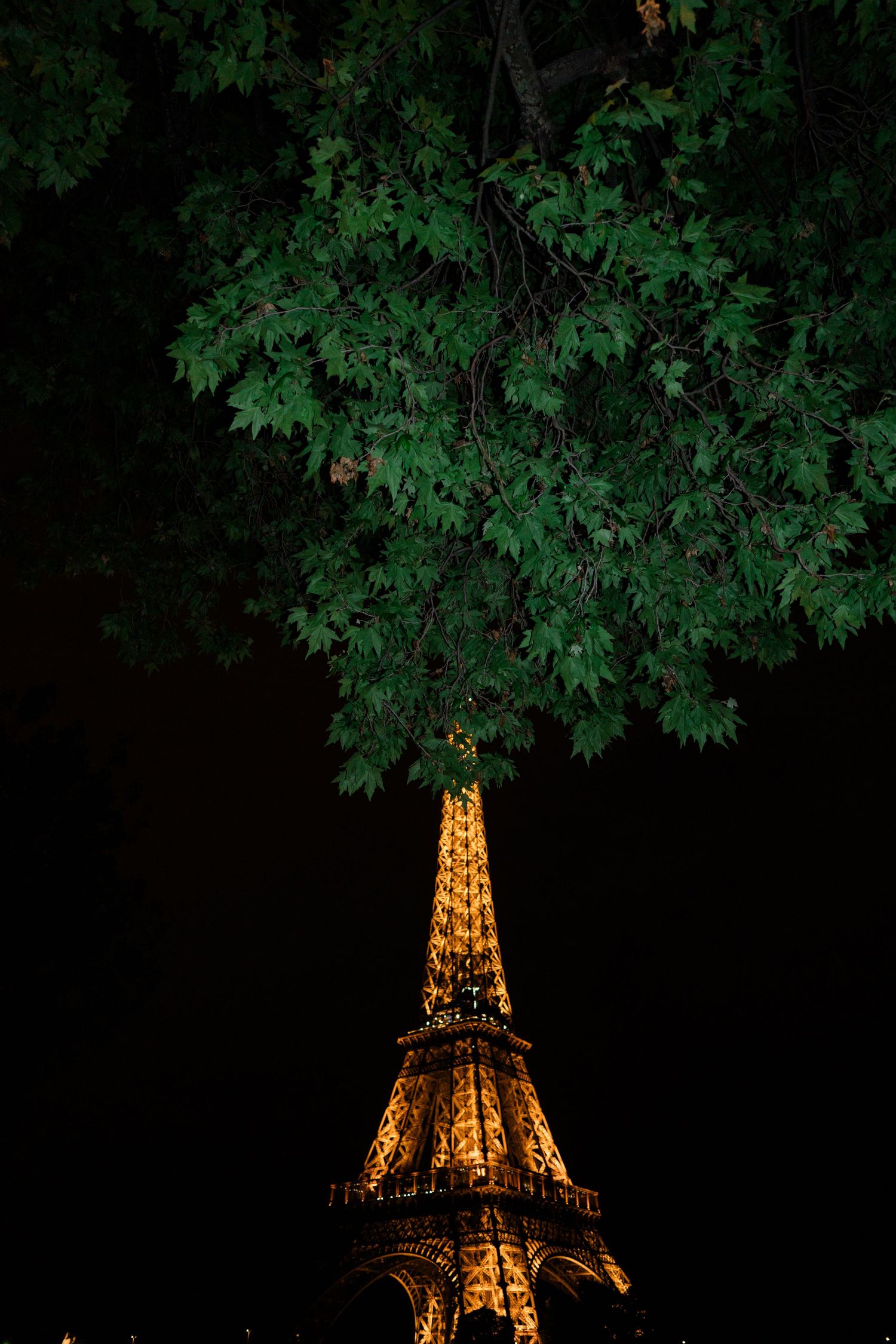 Eiffel Tower illuminated at night with golden lights, framed by lush green tree branches against a dark sky.