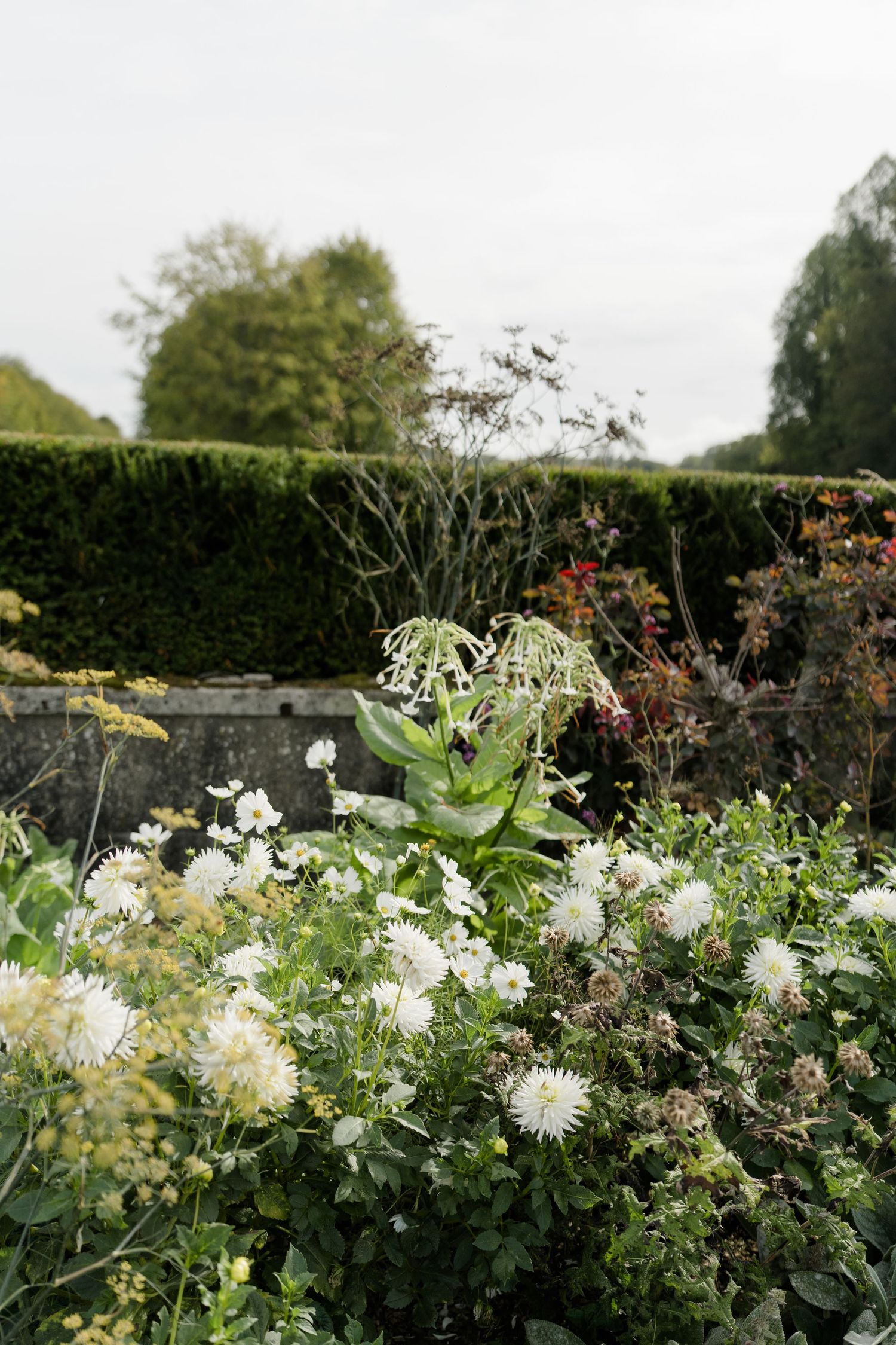 White chrysanthemums and wildflowers bloom in an English walled garden with manicured hedges.
